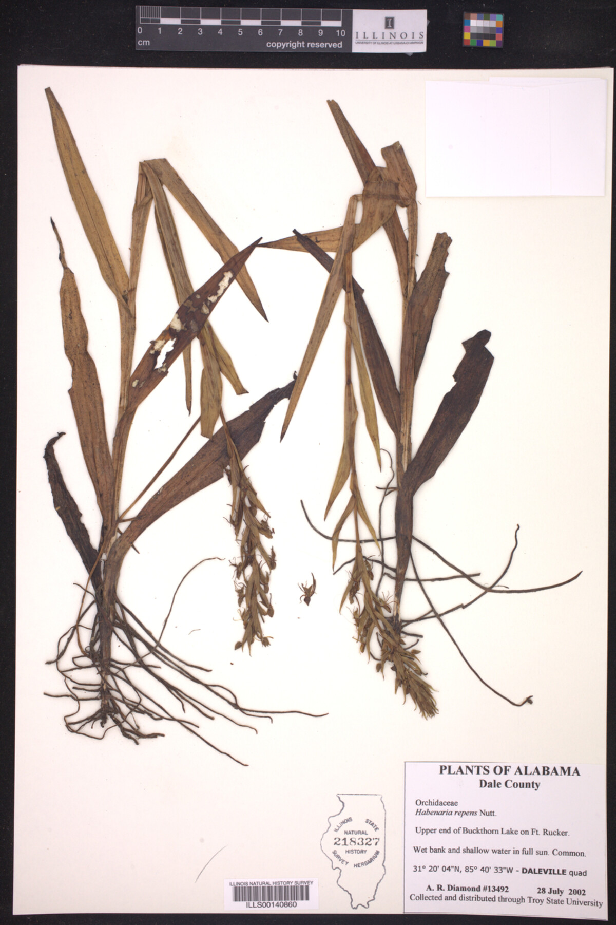 Habenaria repens image