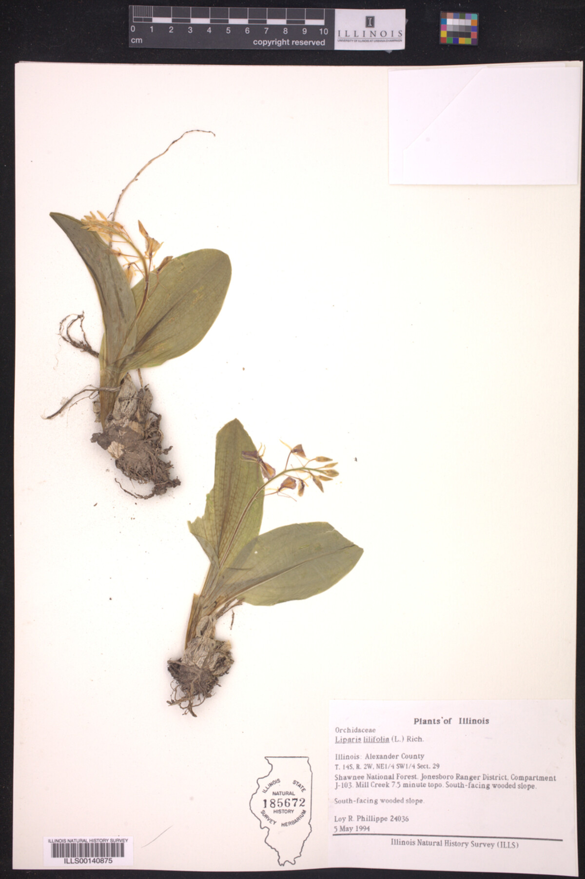 Liparis image