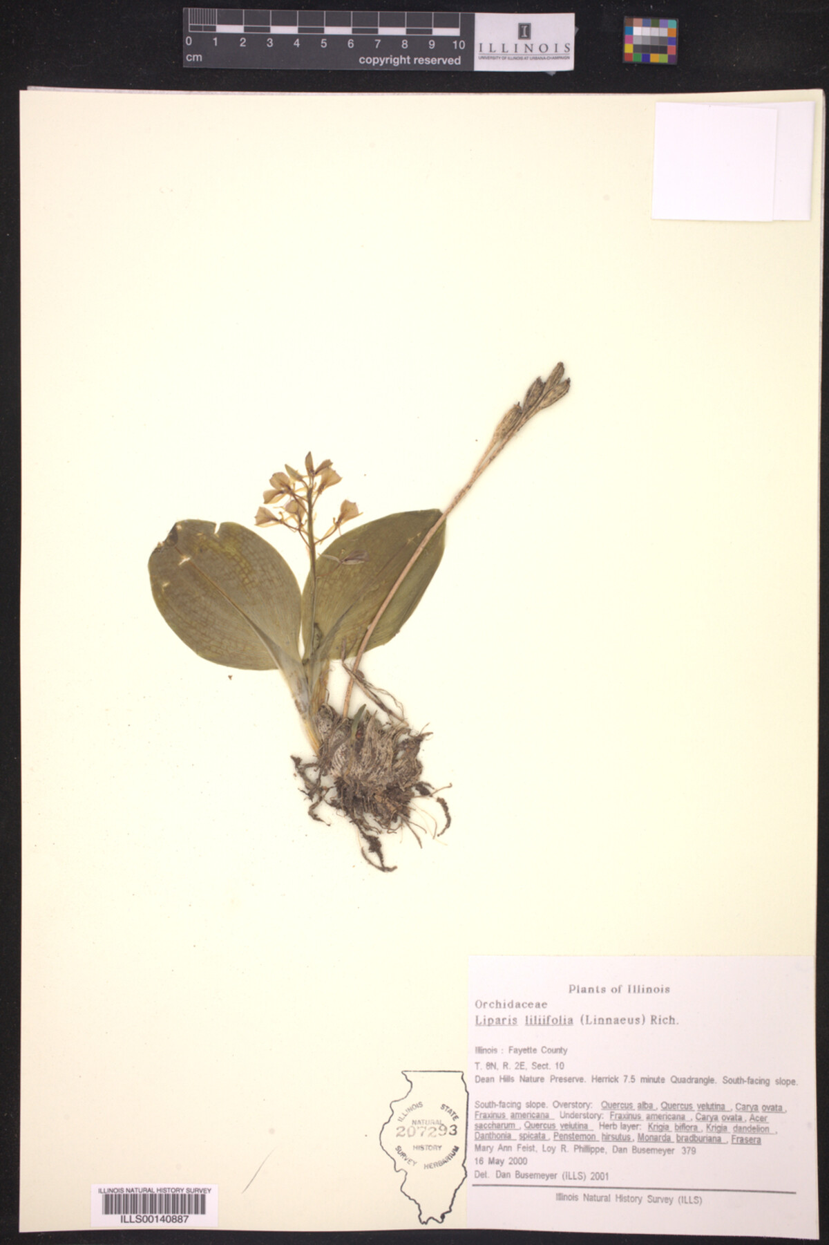 Liparis liliifolia image