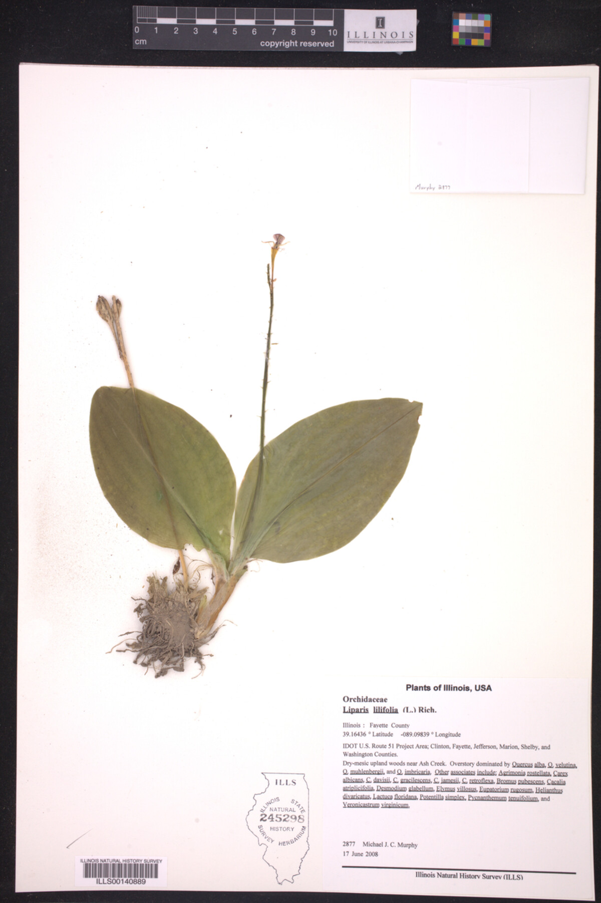 Liparis lilifolia image