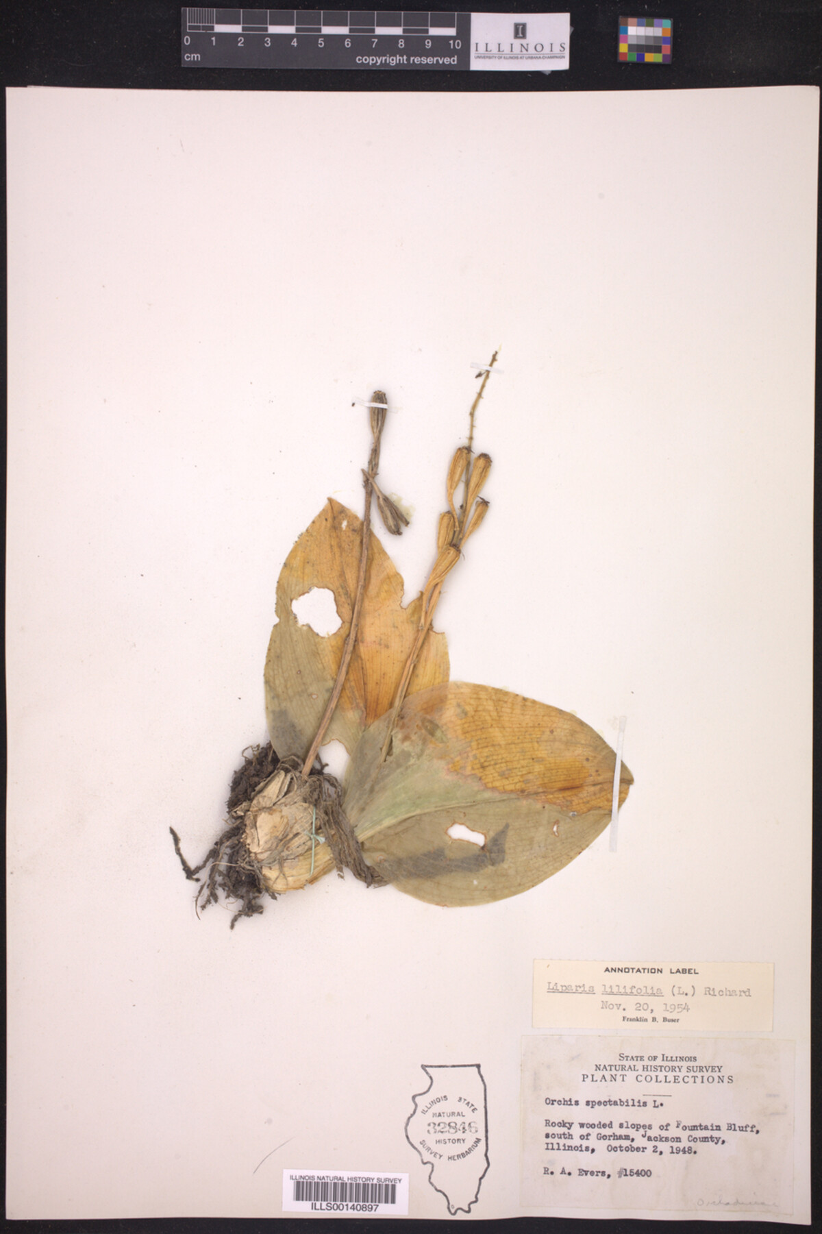 Liparis liliifolia image
