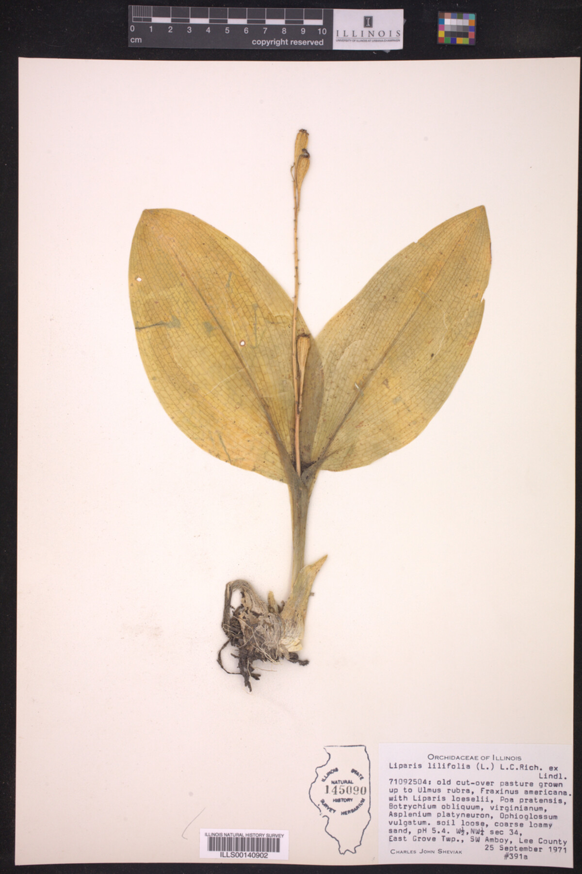 Liparis liliifolia image