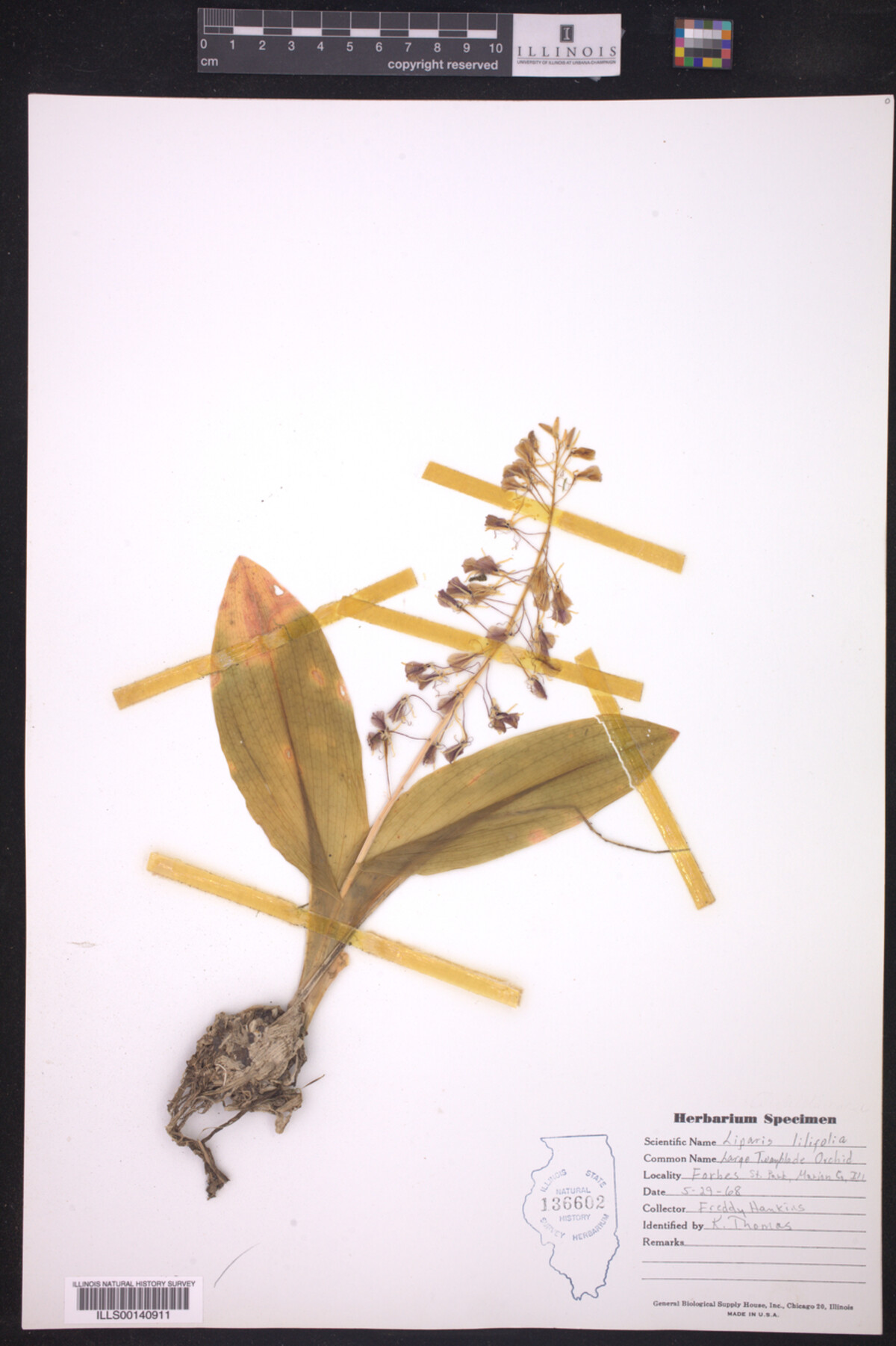 Liparis liliifolia image