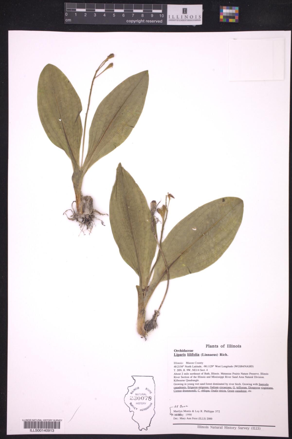 Liparis lilifolia image