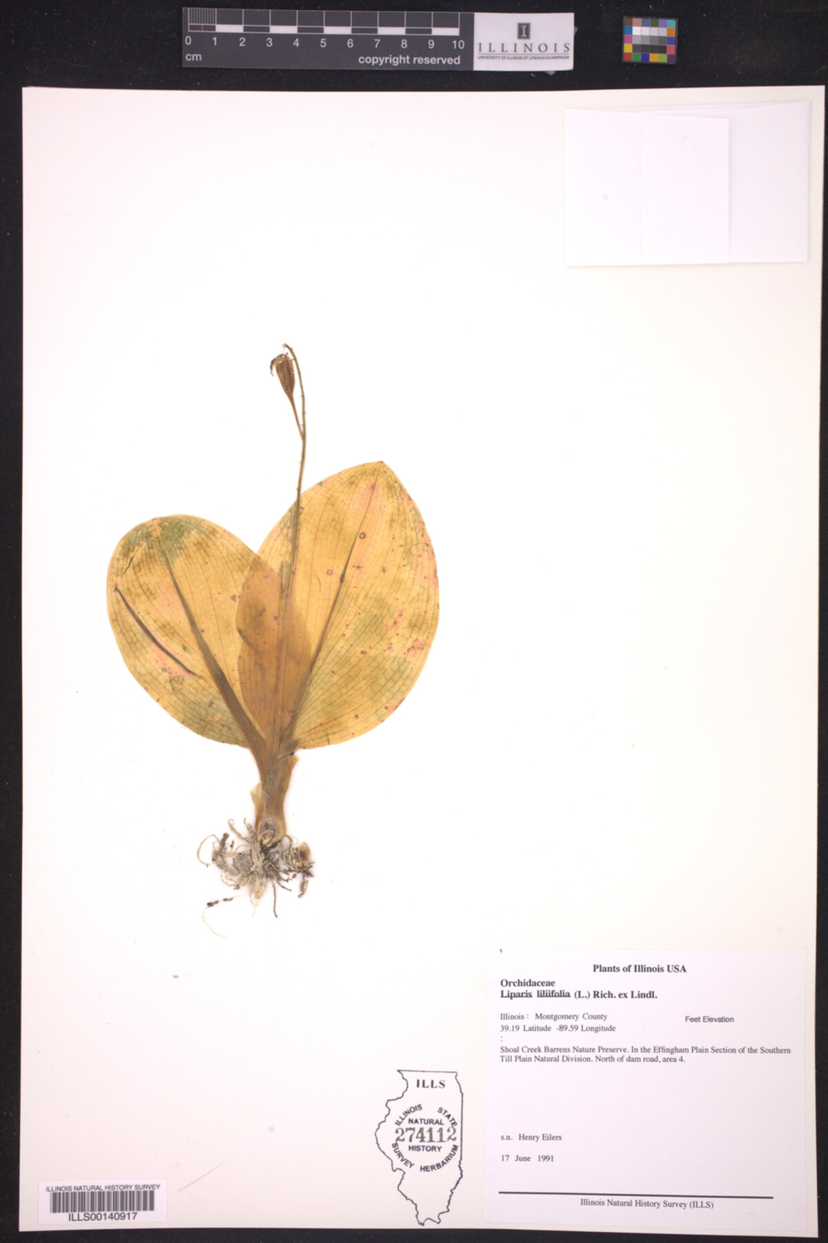 Liparis liliifolia image