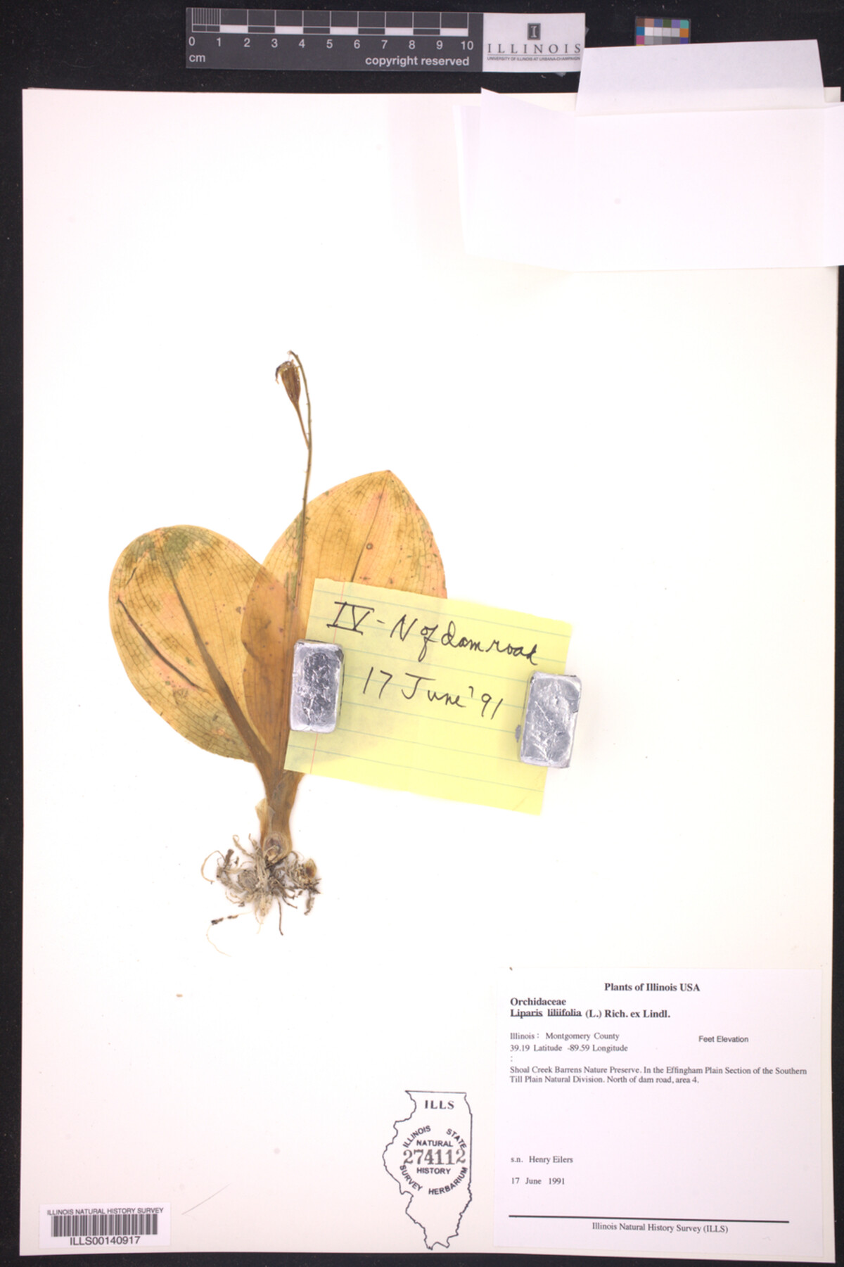 Liparis liliifolia image