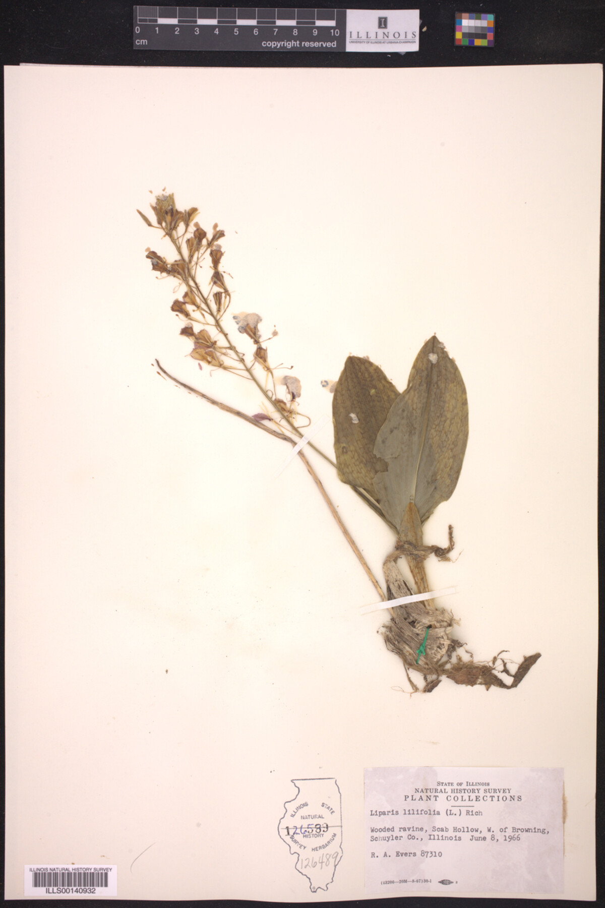 Liparis liliifolia image