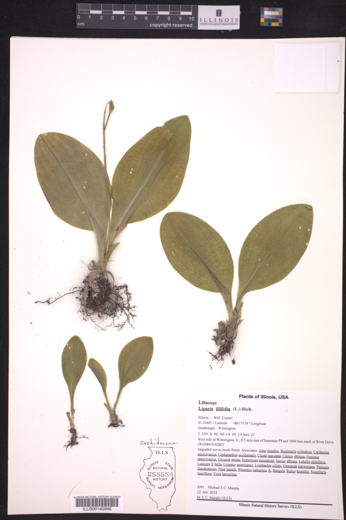 Liparis lilifolia image