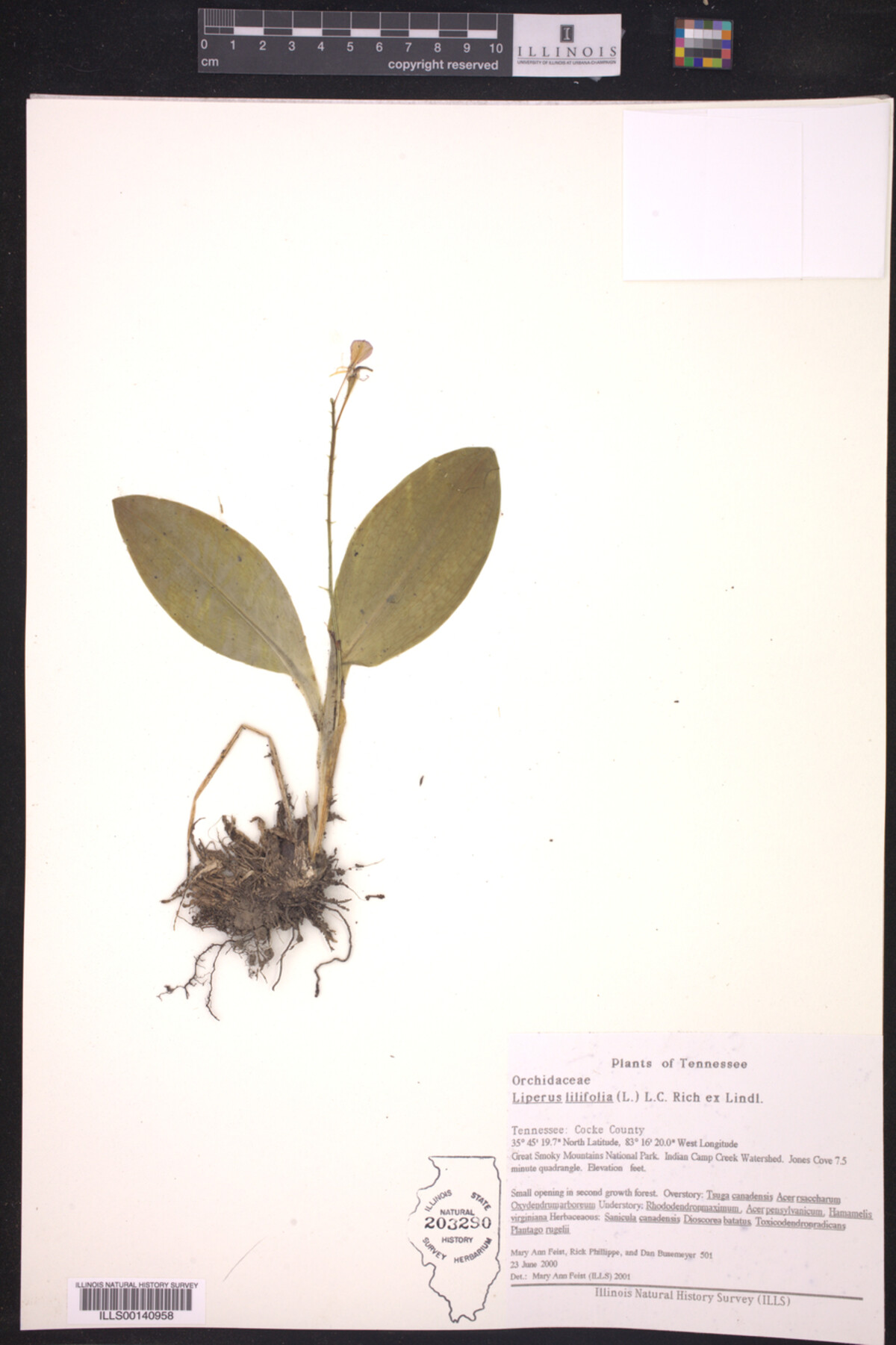 Liperus lilifolia image