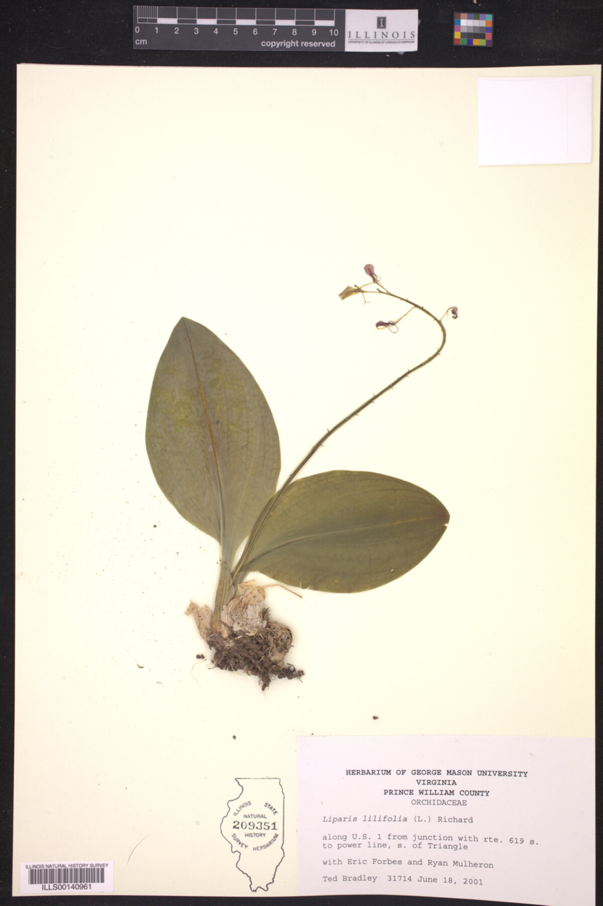 Liparis lilifolia image