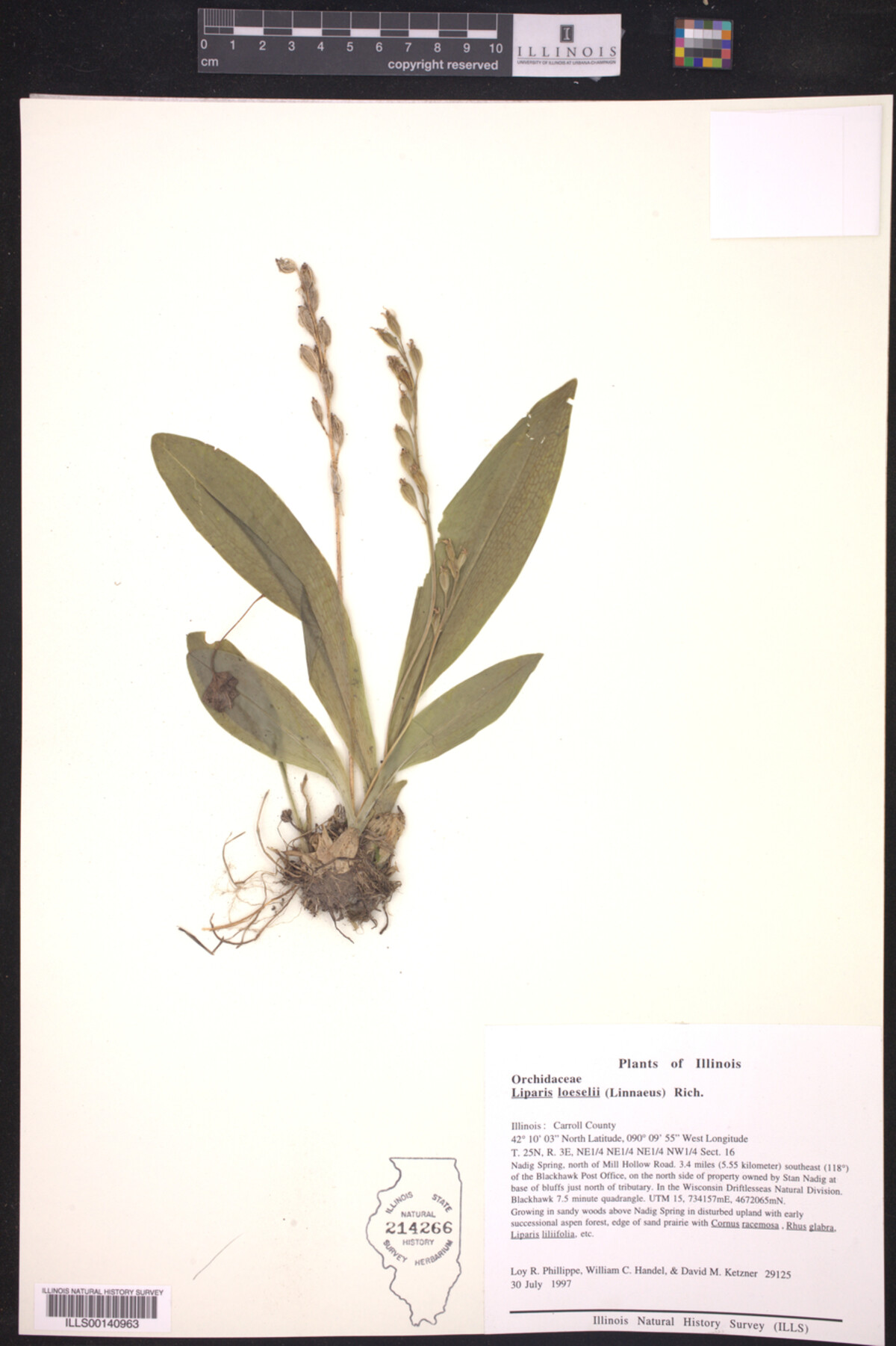 Liparis loeselii image