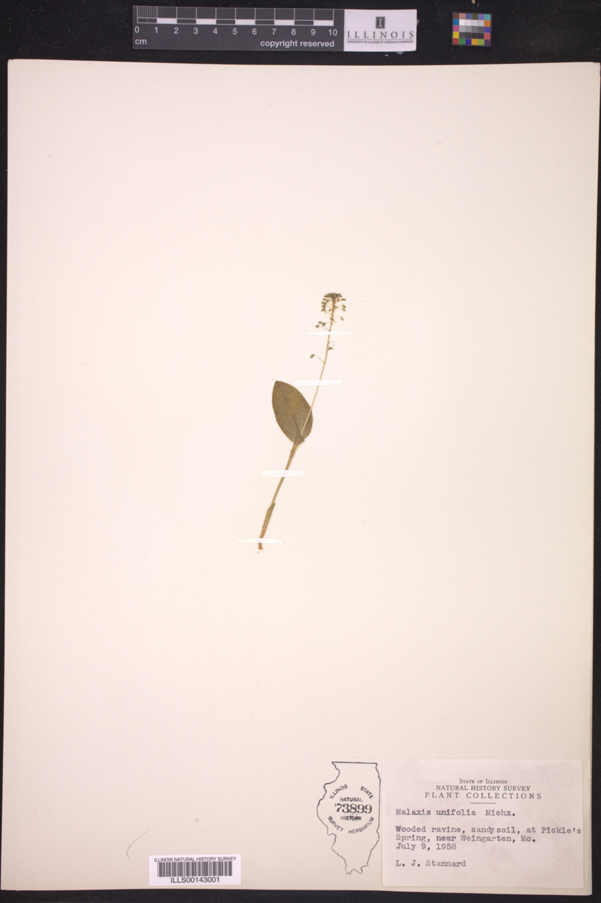 Malaxis unifolia image