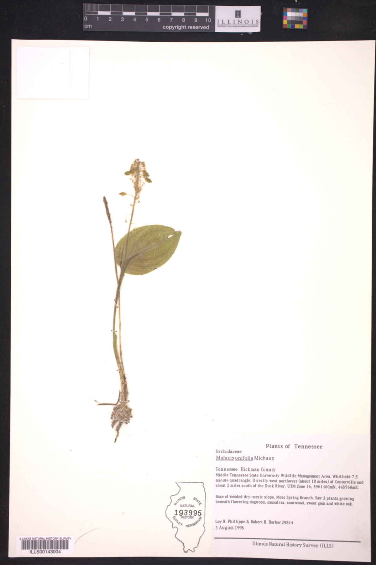 Malaxis unifolia image