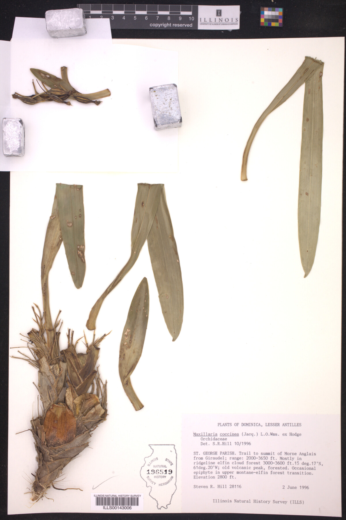 Maxillaria image