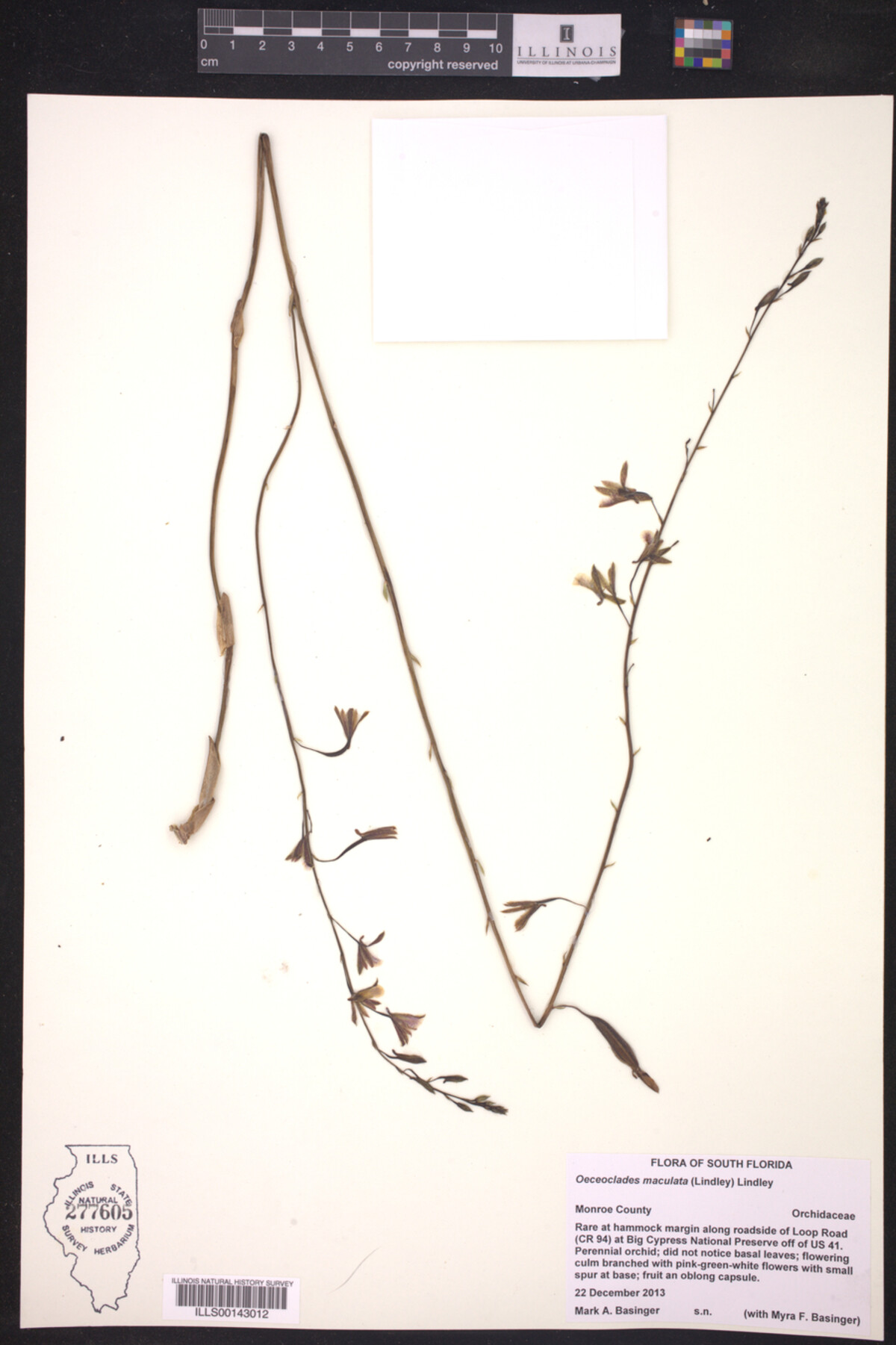 Oeceoclades maculata image