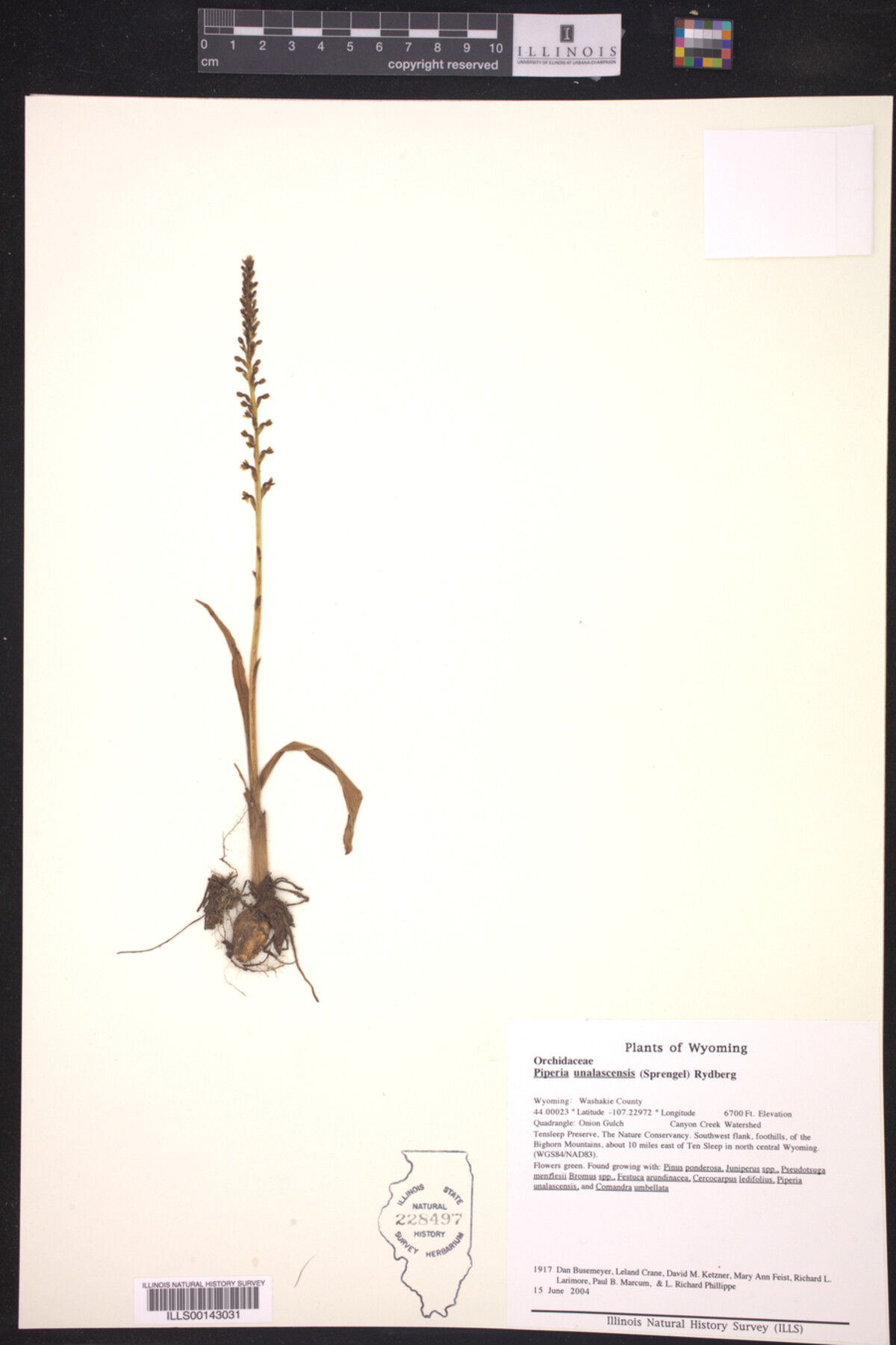 Piperia unalascensis image