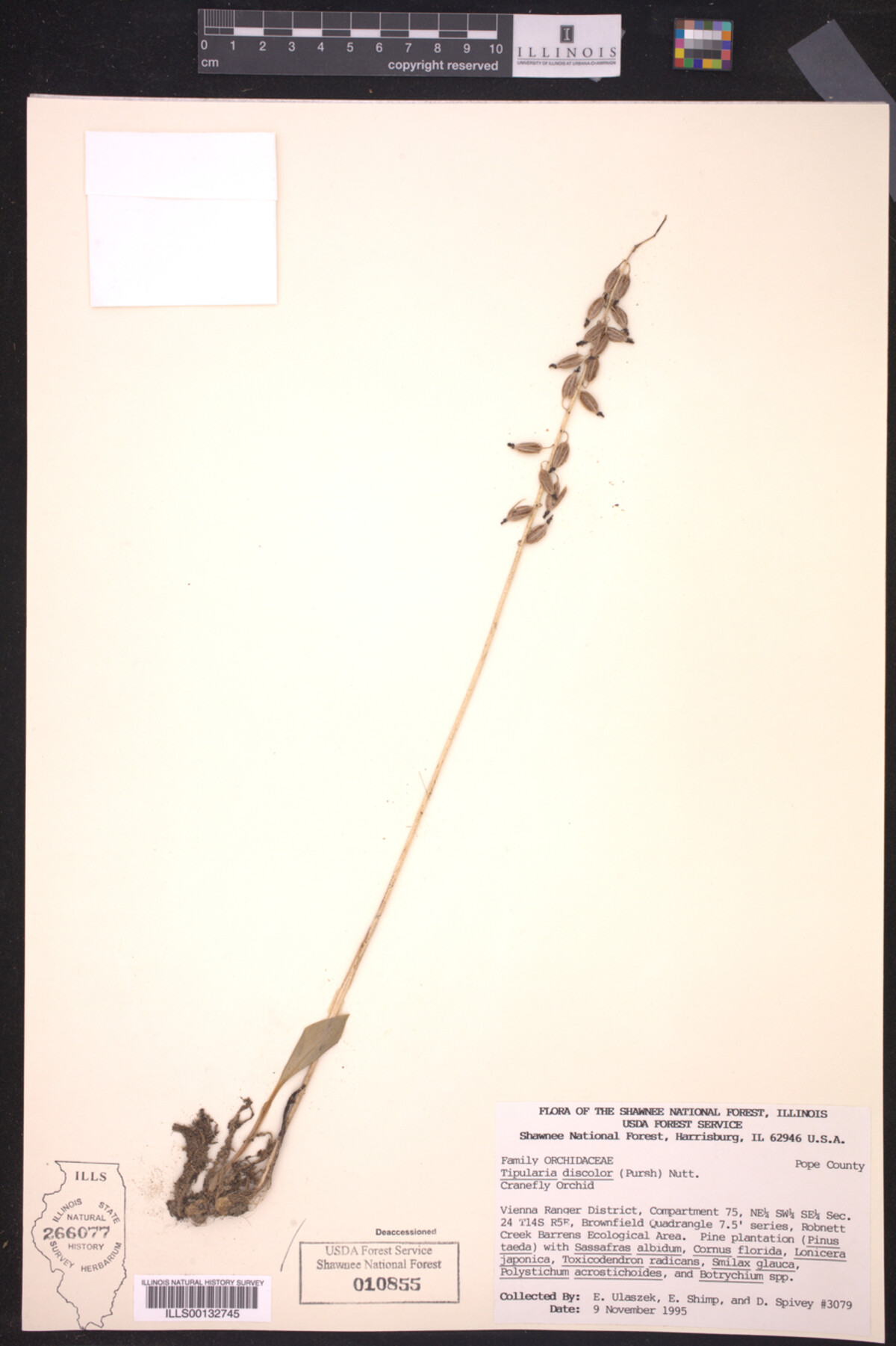 Tipularia discolor image