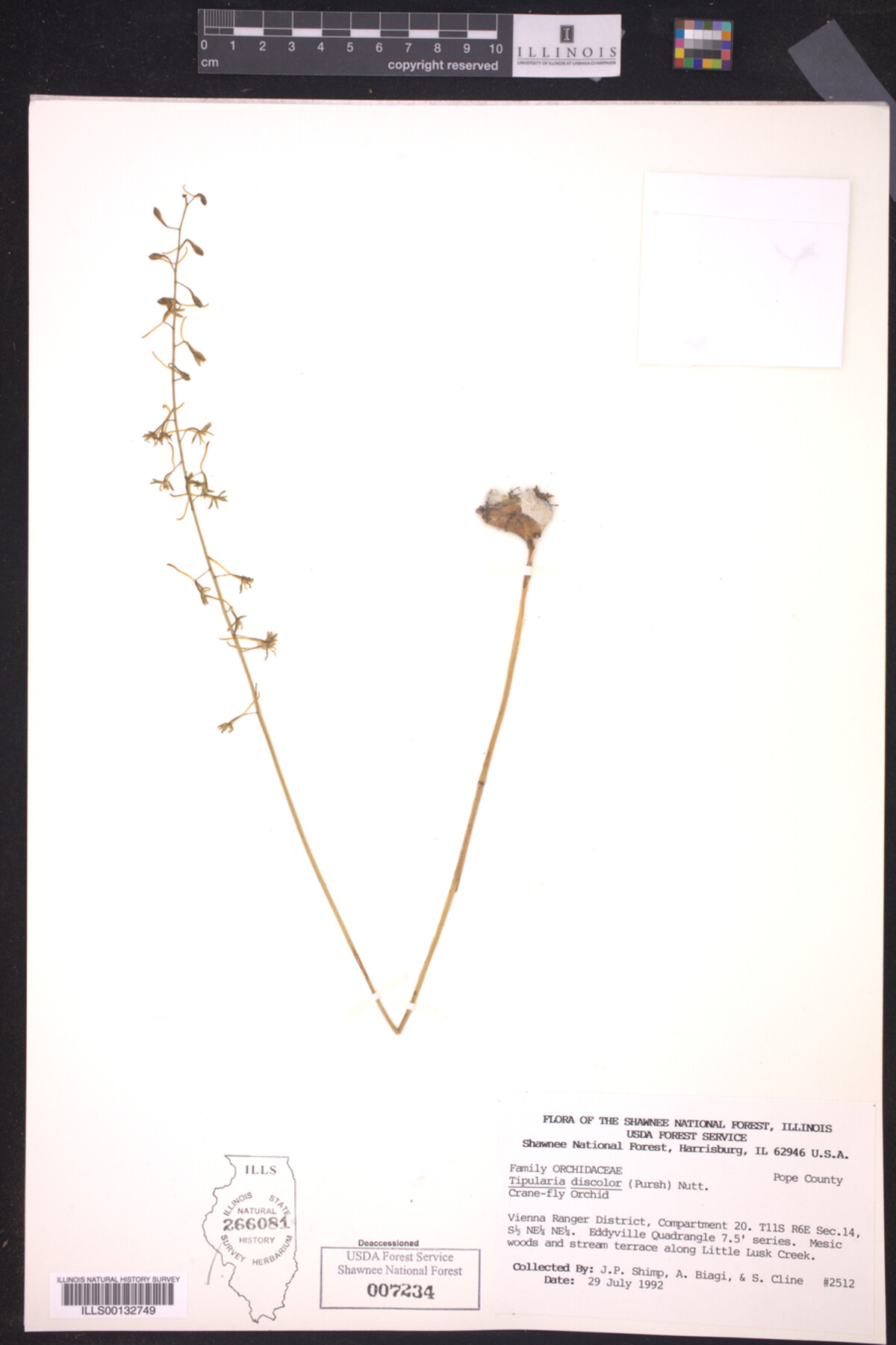 Tipularia discolor image
