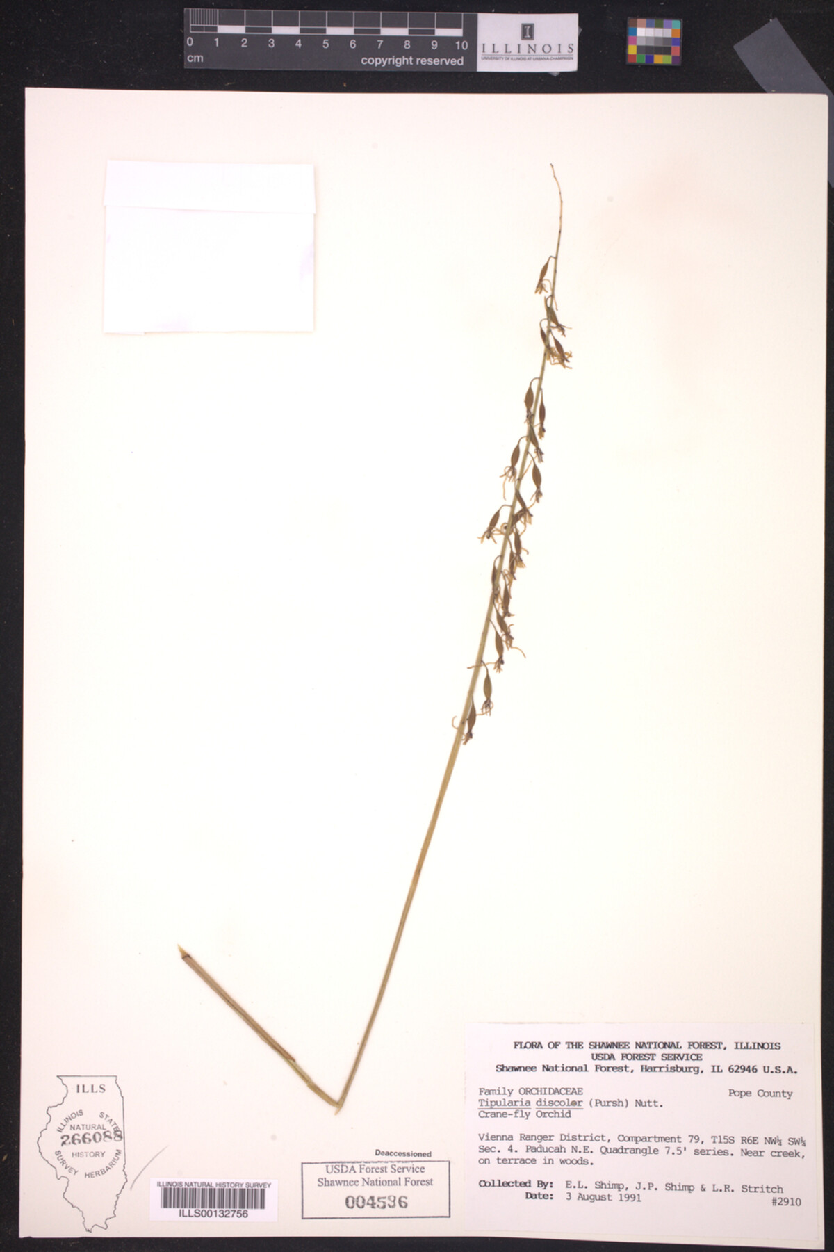 Tipularia discolor image