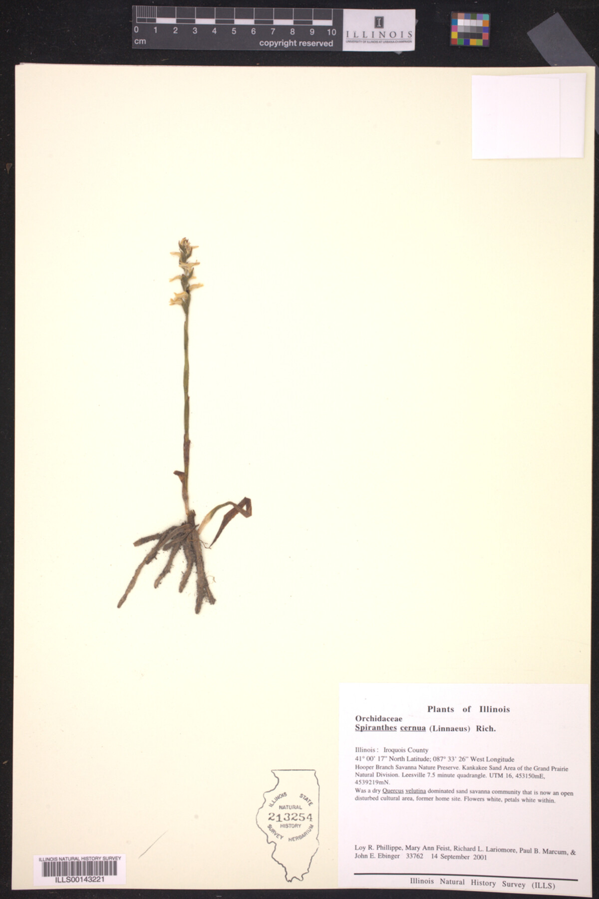 Spiranthes cernua image