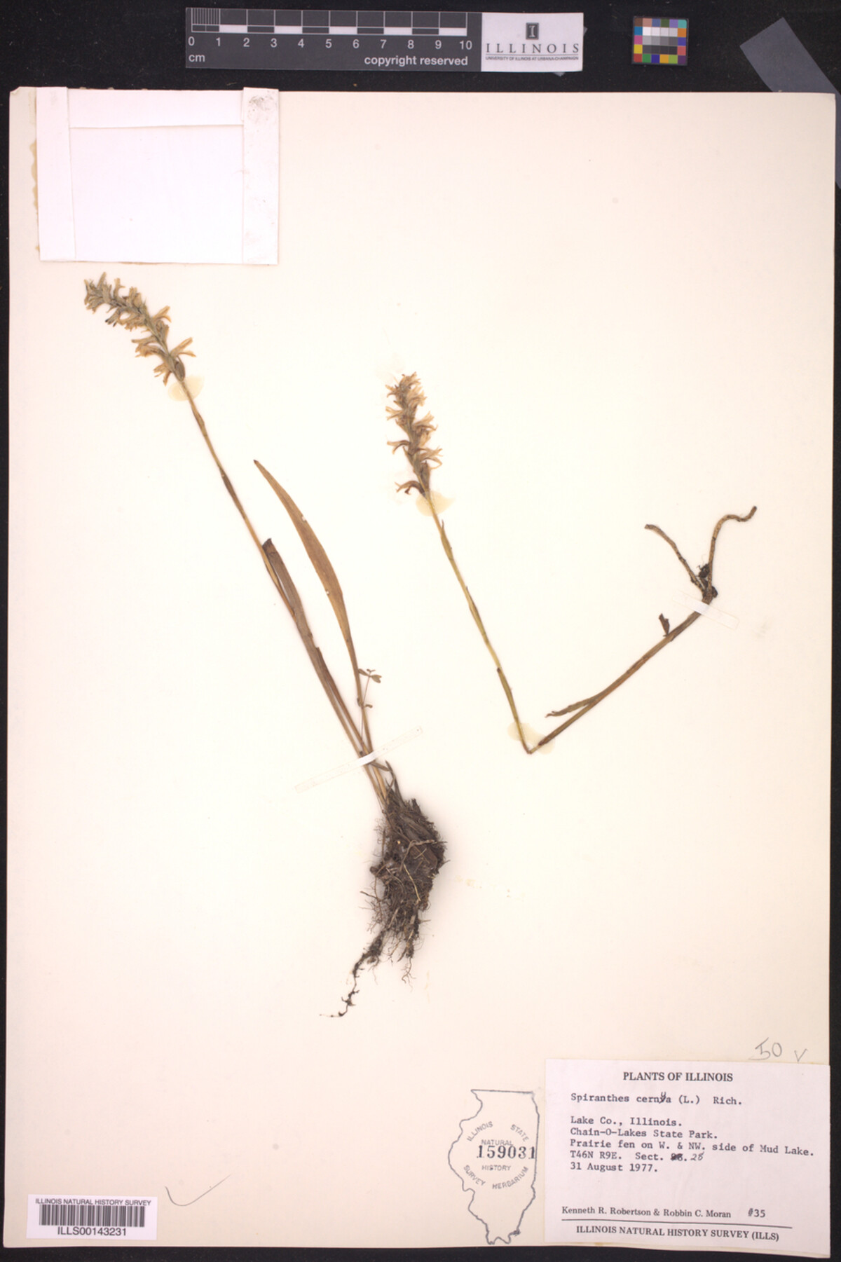 Spiranthes cernua image