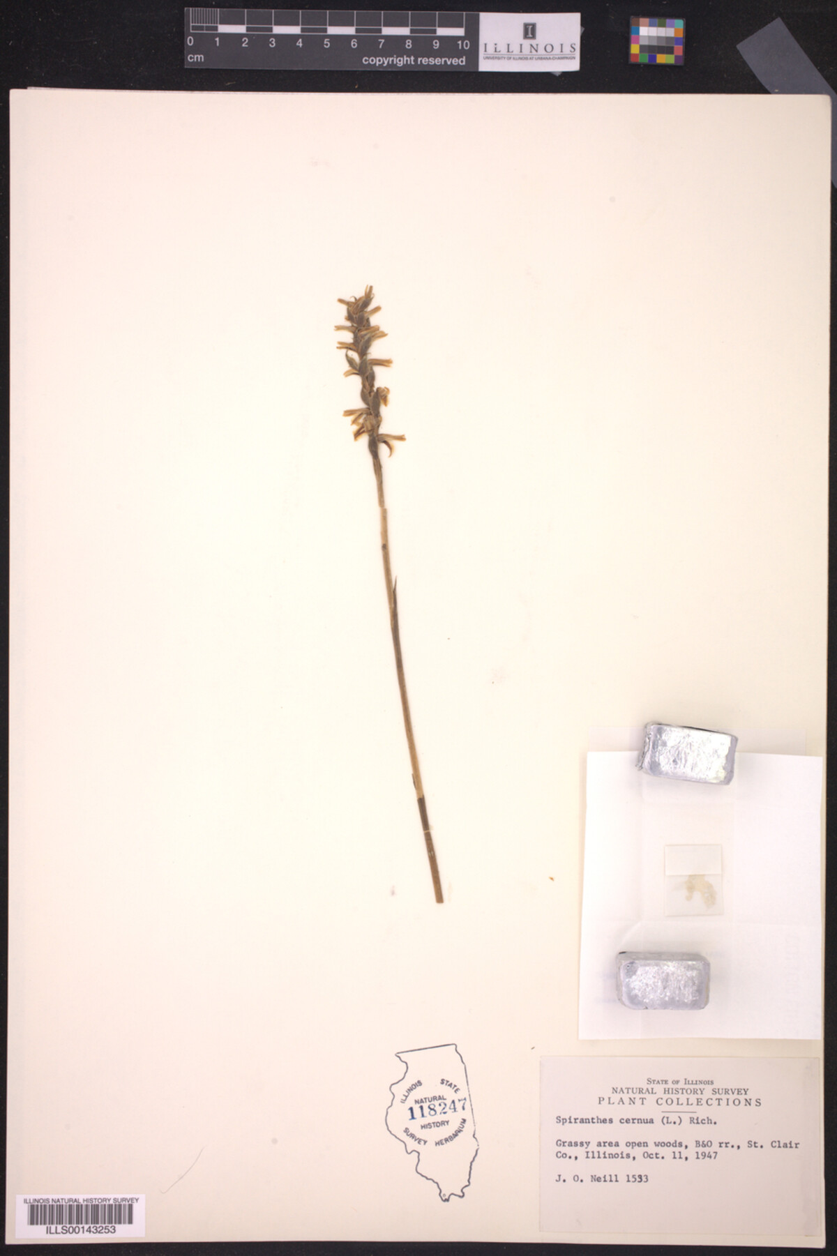 Spiranthes cernua image