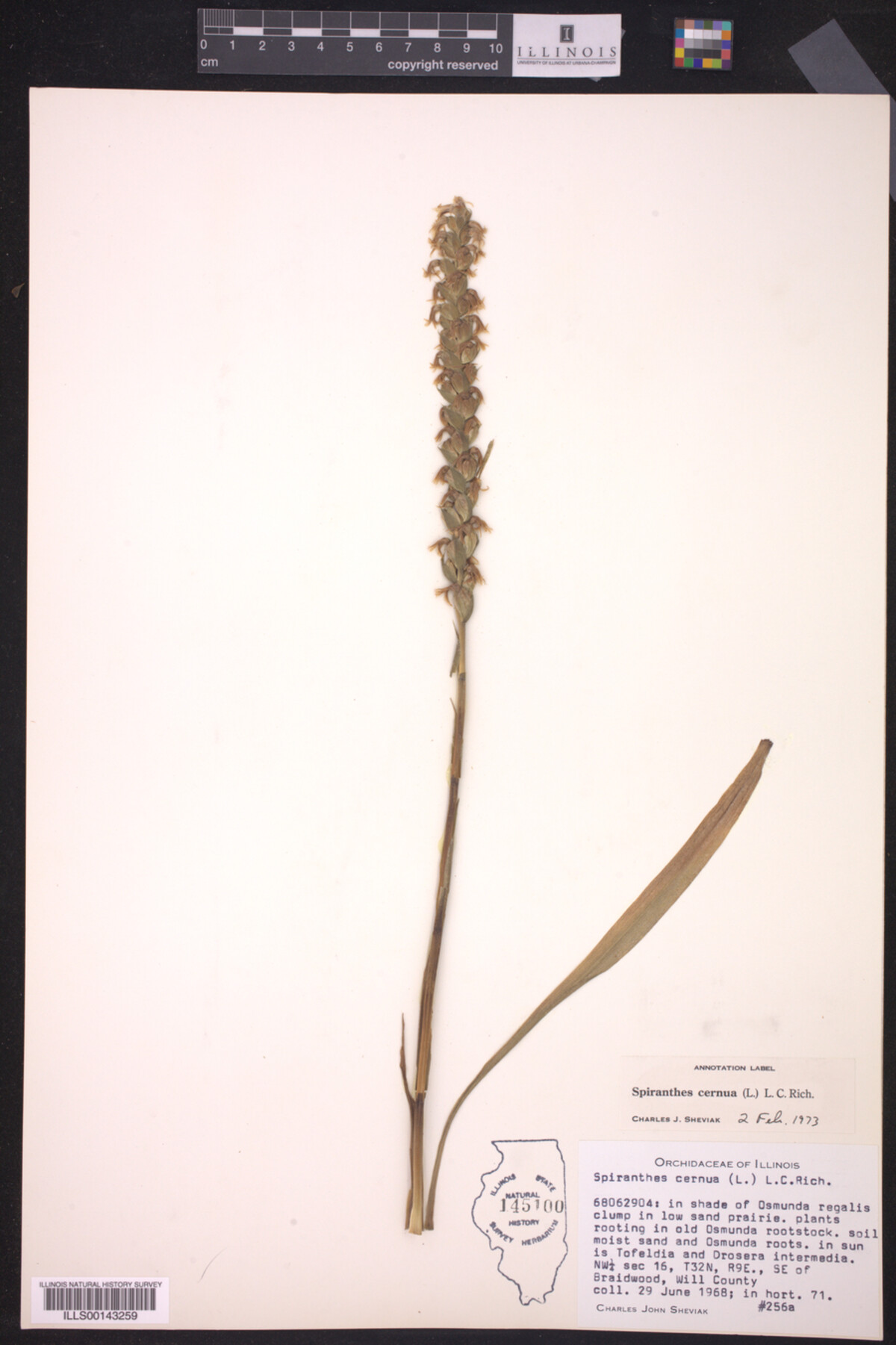 Spiranthes cernua image