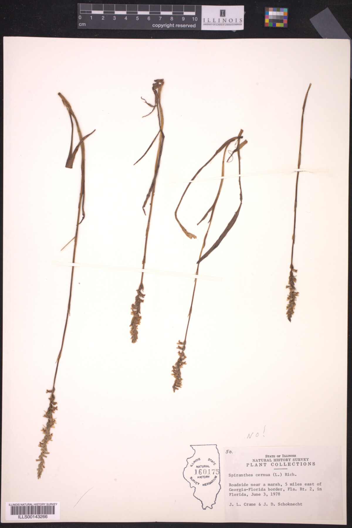 Spiranthes cernua image