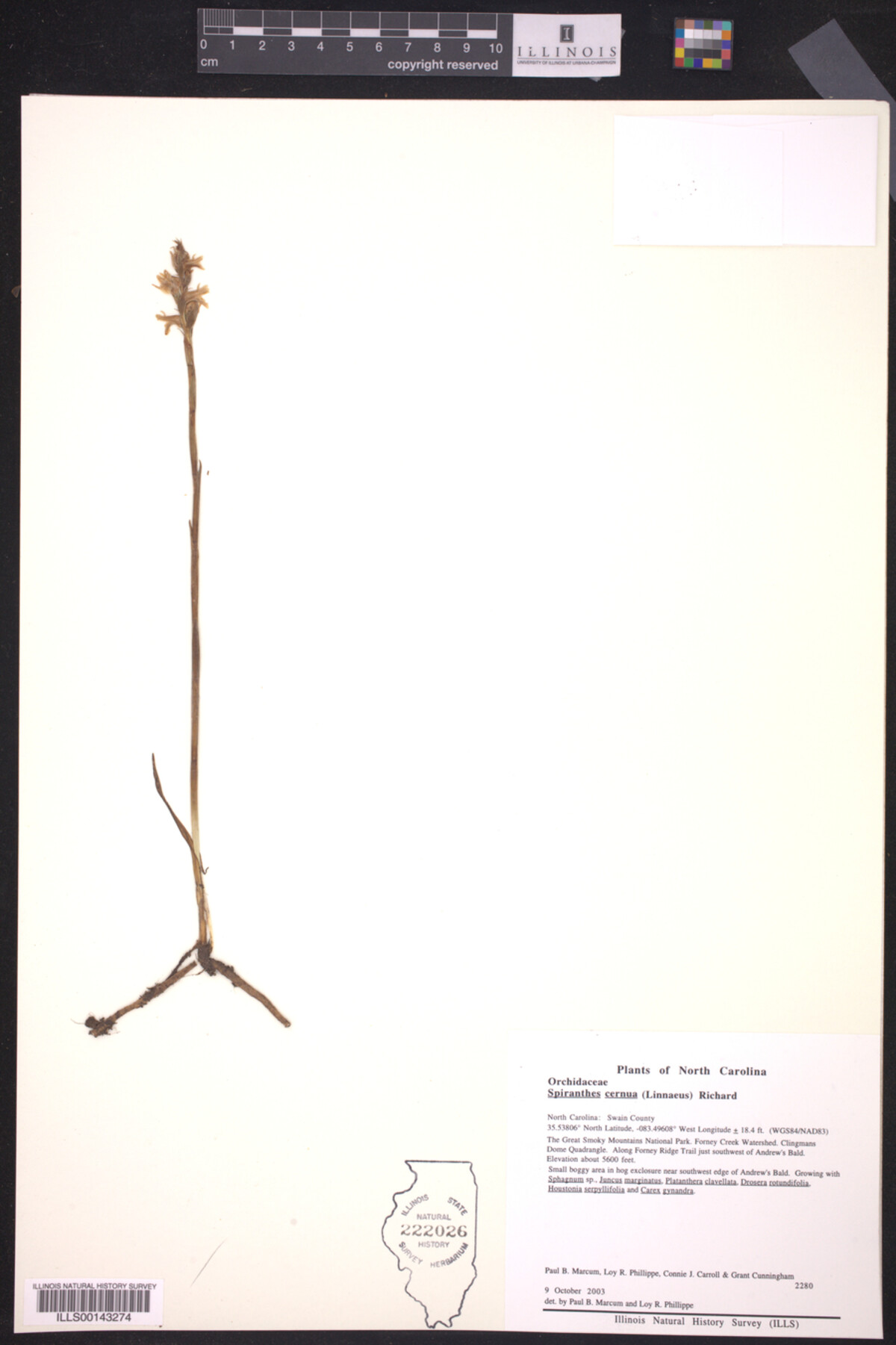Orchidaceae image