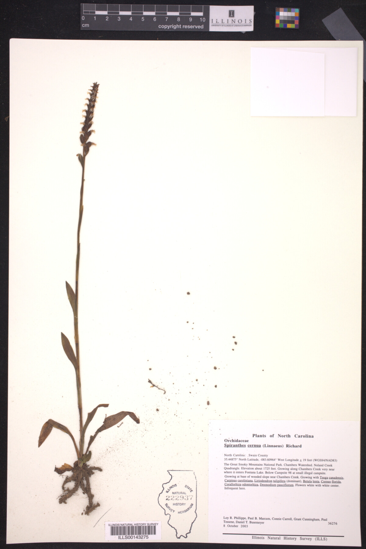 Spiranthes cernua image
