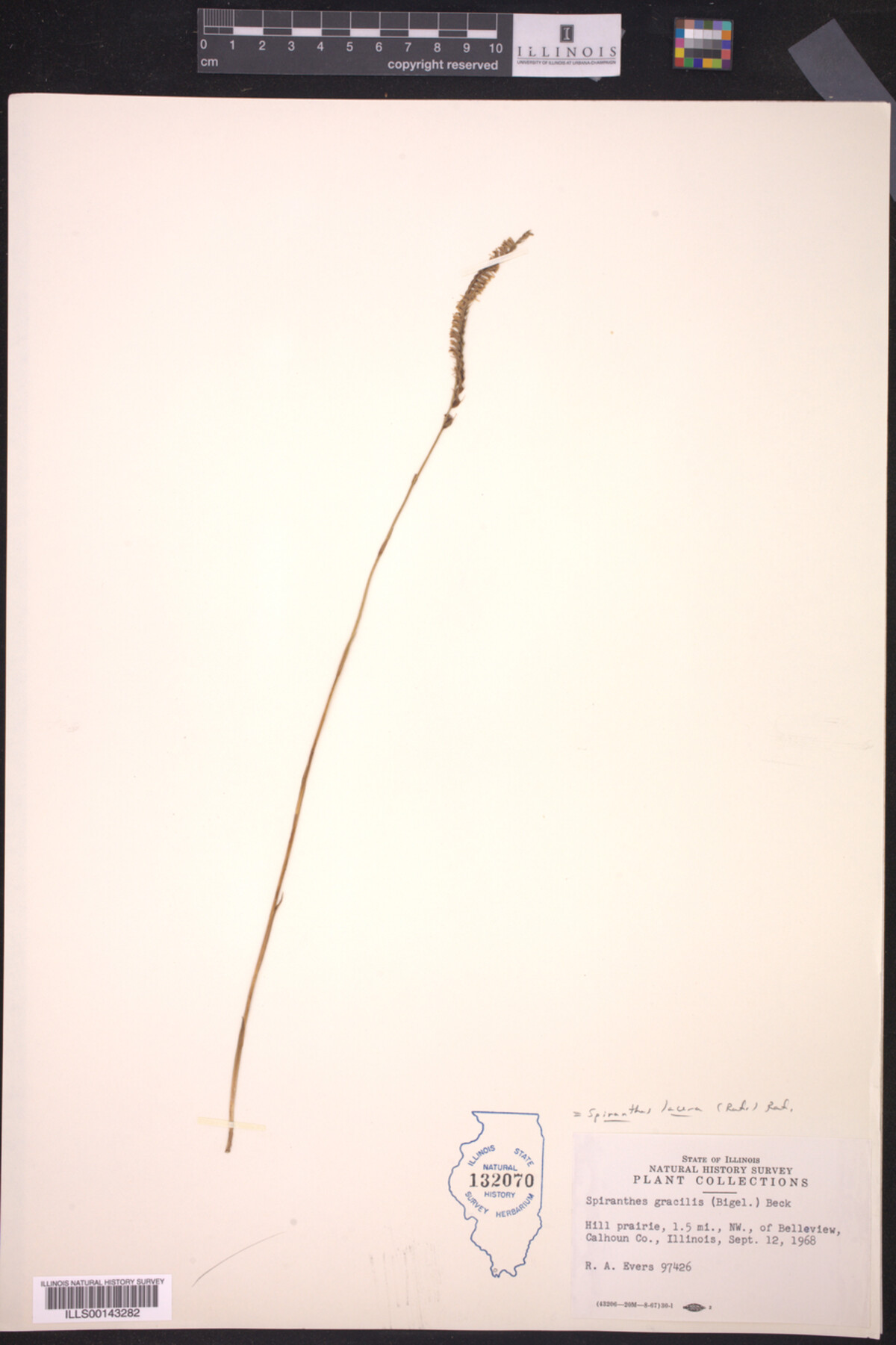 Spiranthes lacera image