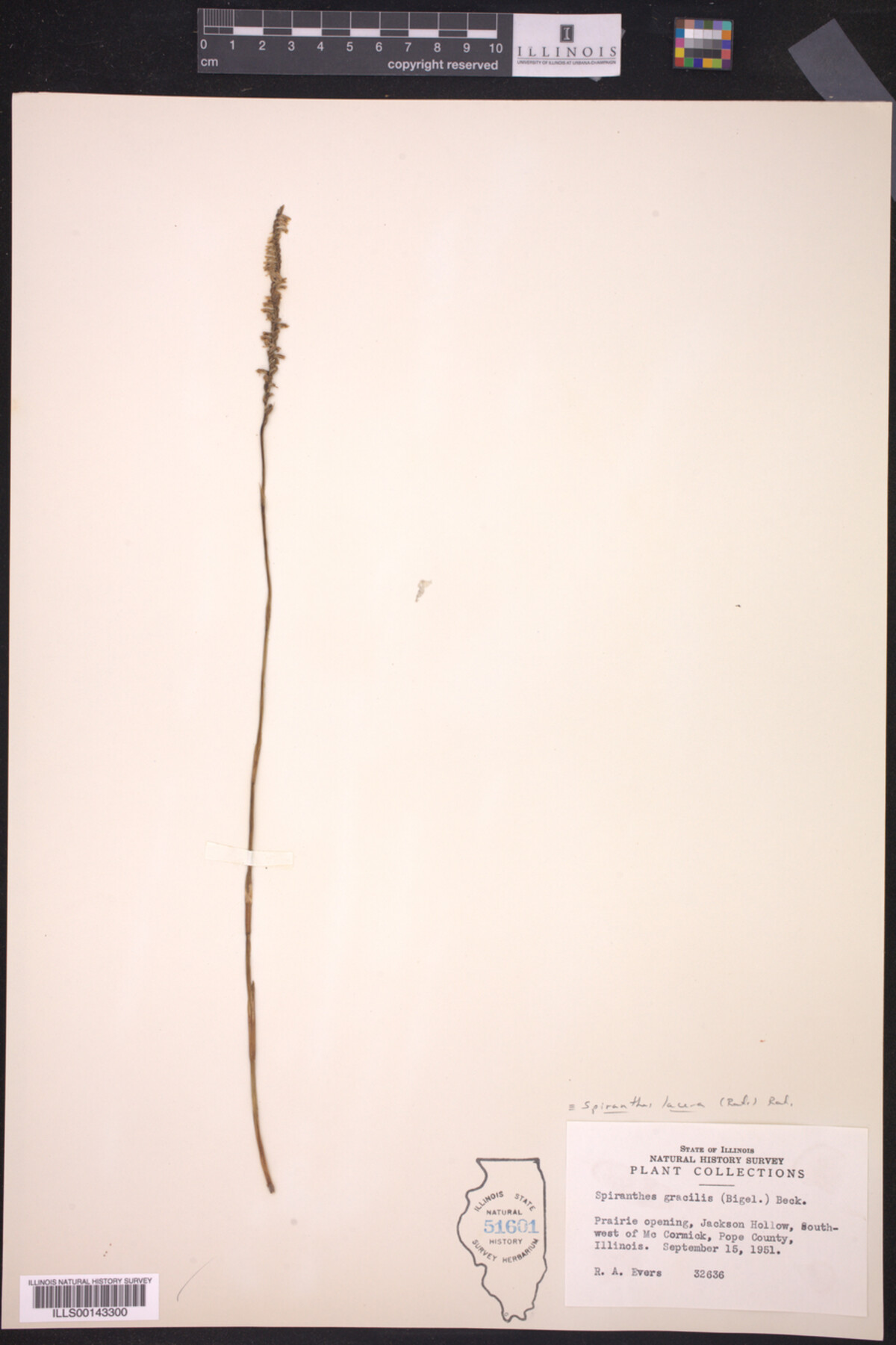Spiranthes lacera image