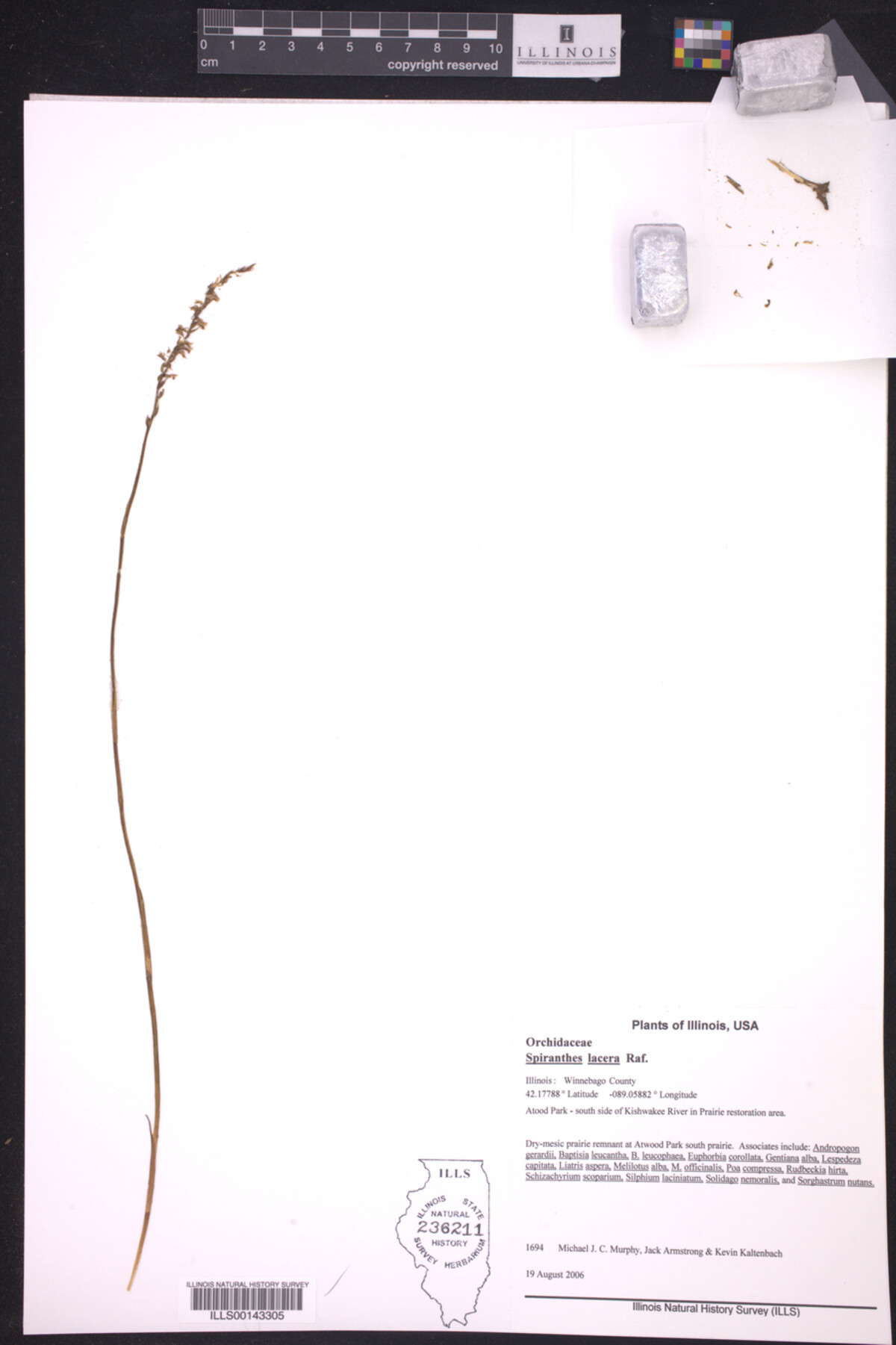 Spiranthes lacera image