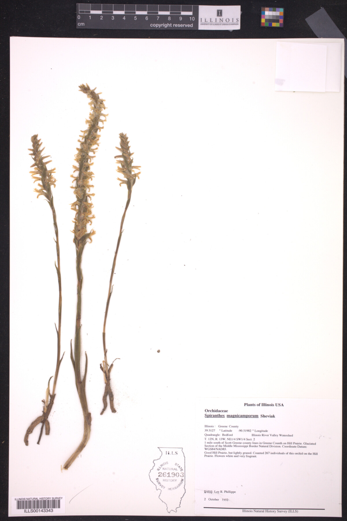 Spiranthes magnicamporum image