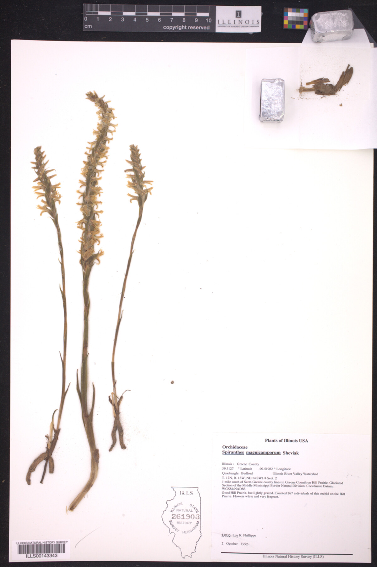 Spiranthes magnicamporum image