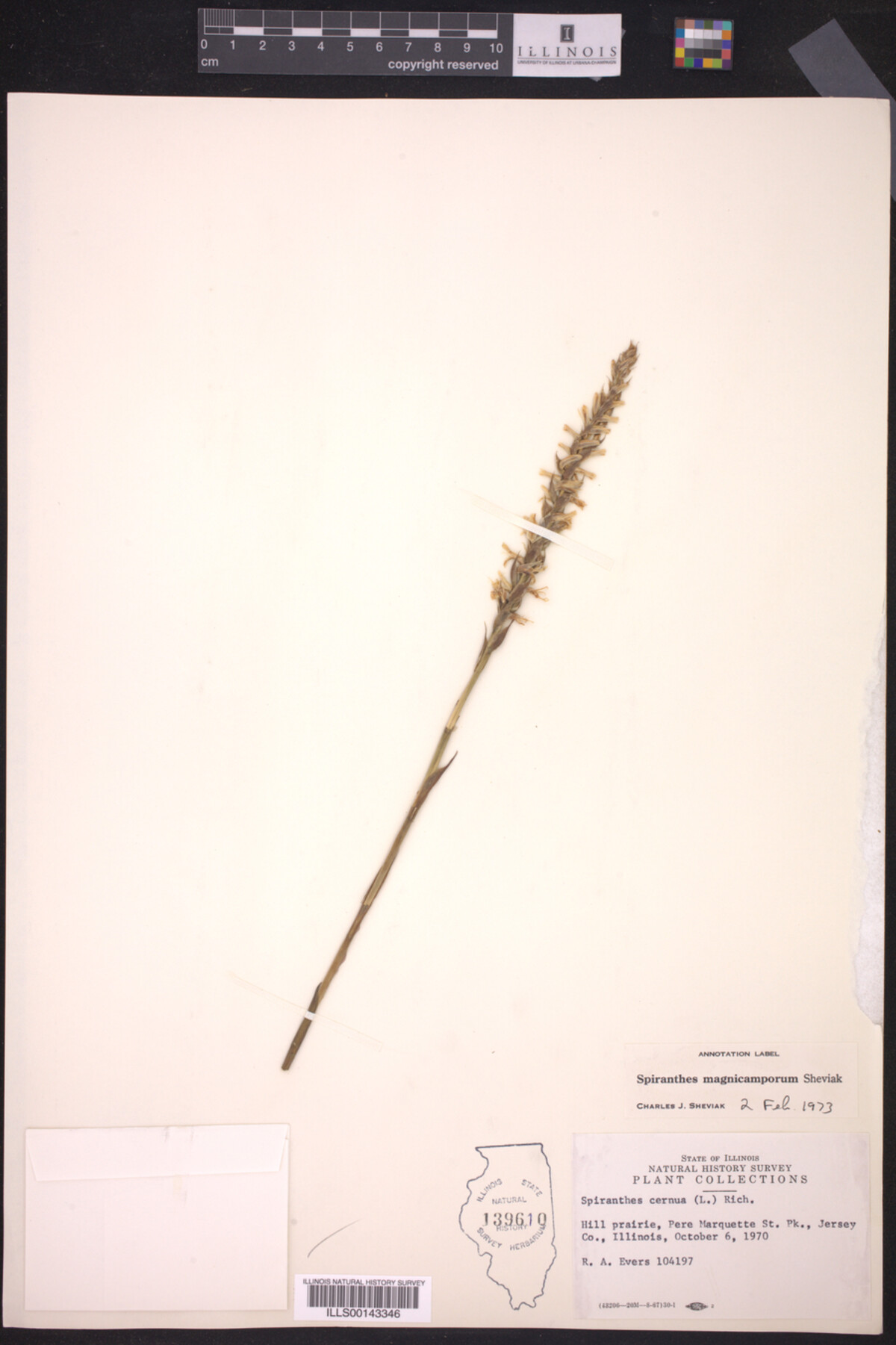 Spiranthes magnicamporum image