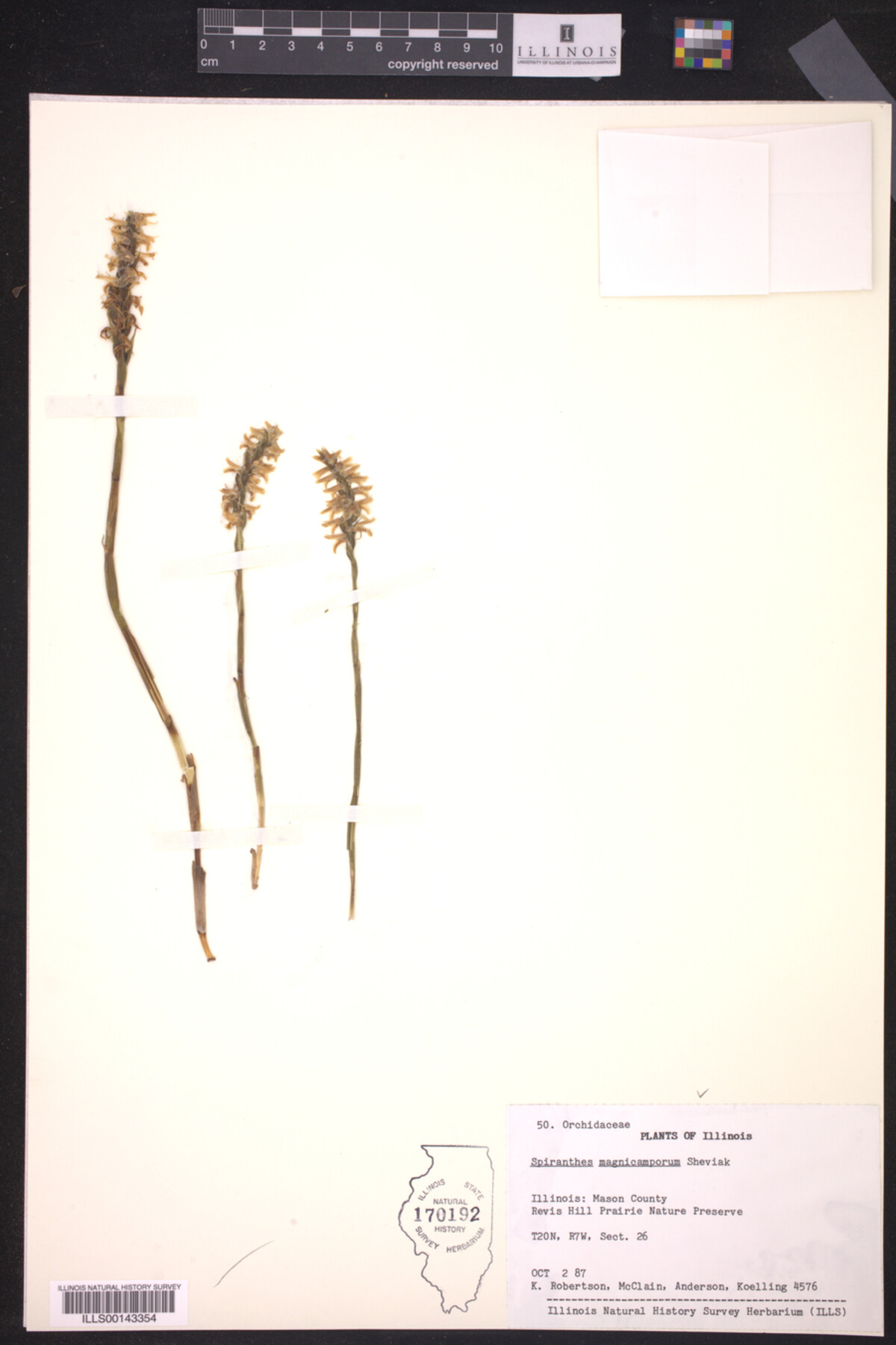 Spiranthes magnicamporum image