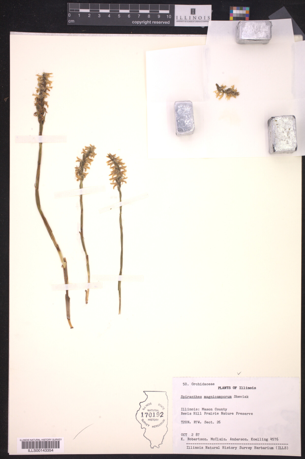 Spiranthes magnicamporum image