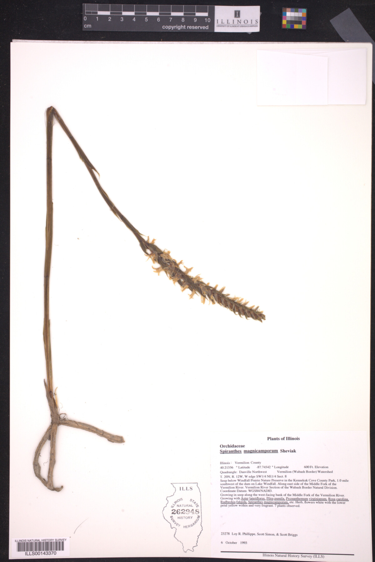 Spiranthes magnicamporum image