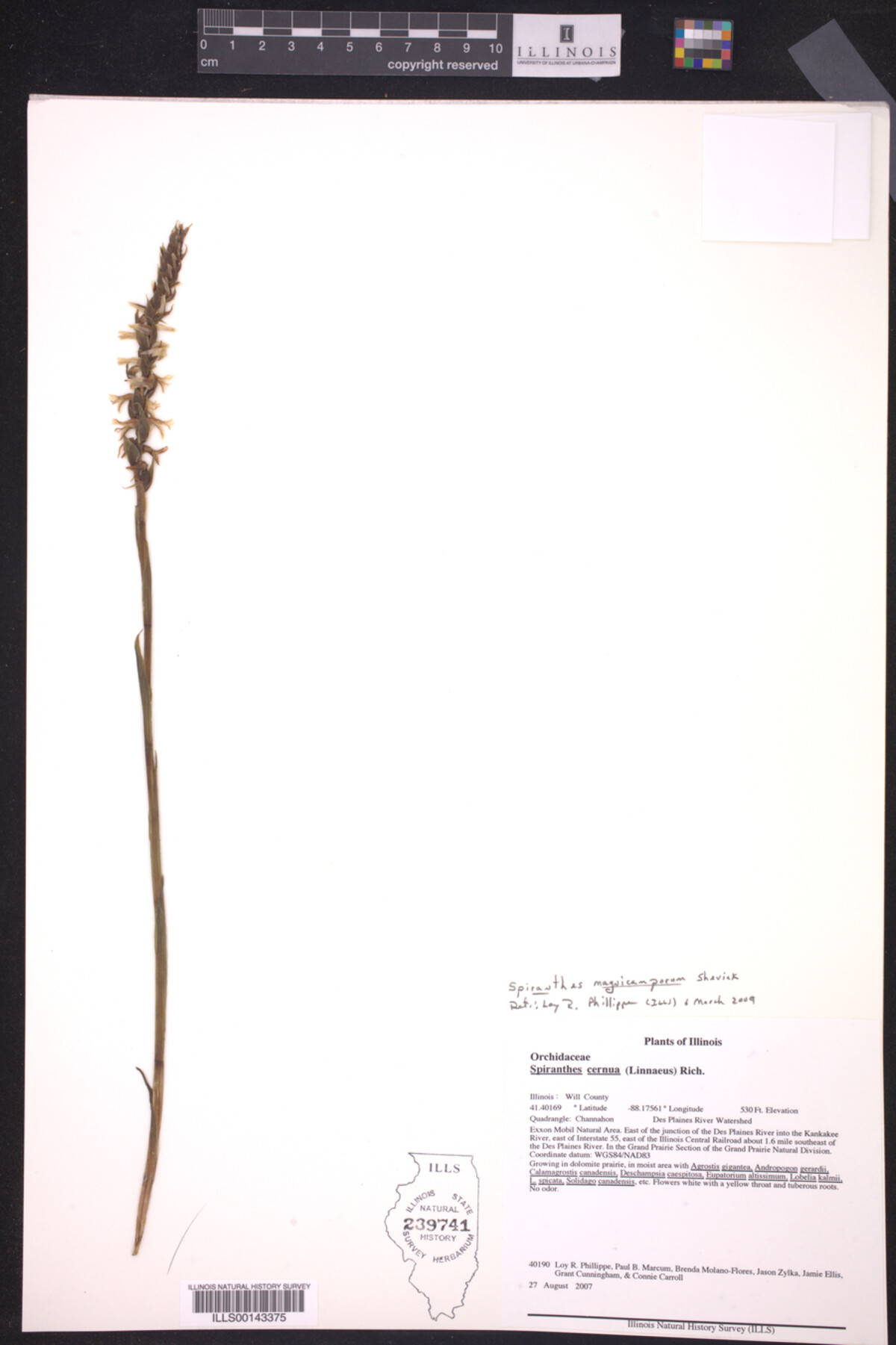 Spiranthes magnicamporum image