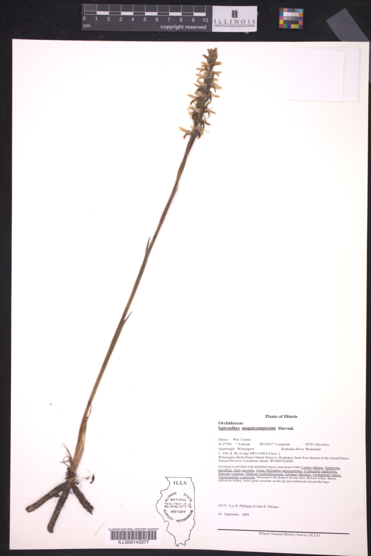 Spiranthes magnicamporum image