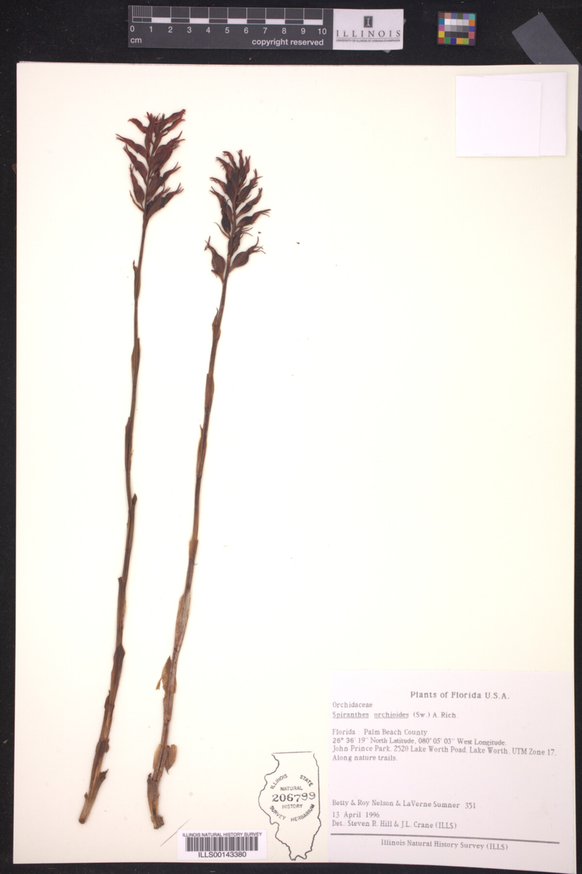 Spiranthes orchioides image