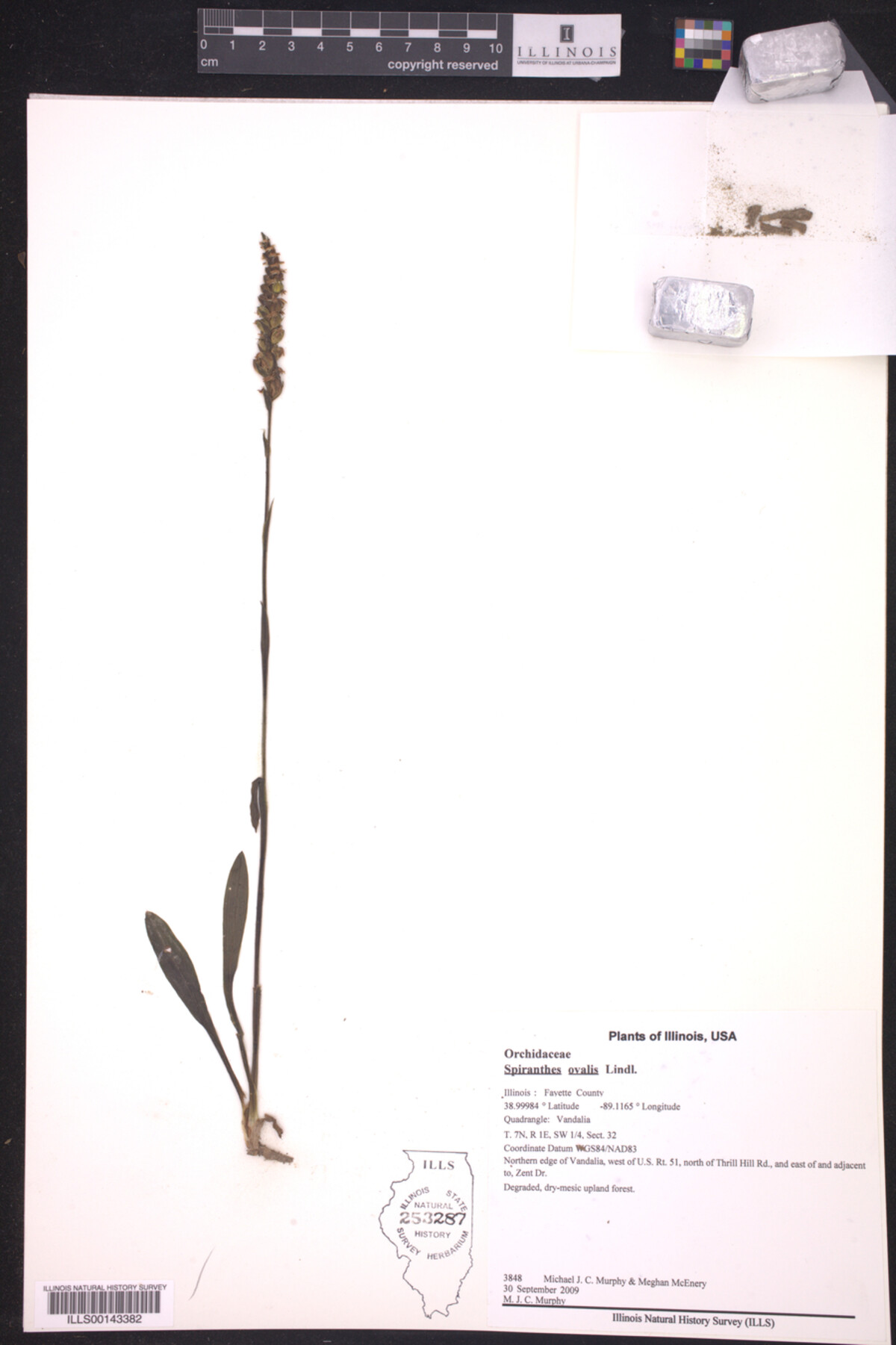Spiranthes ovalis image