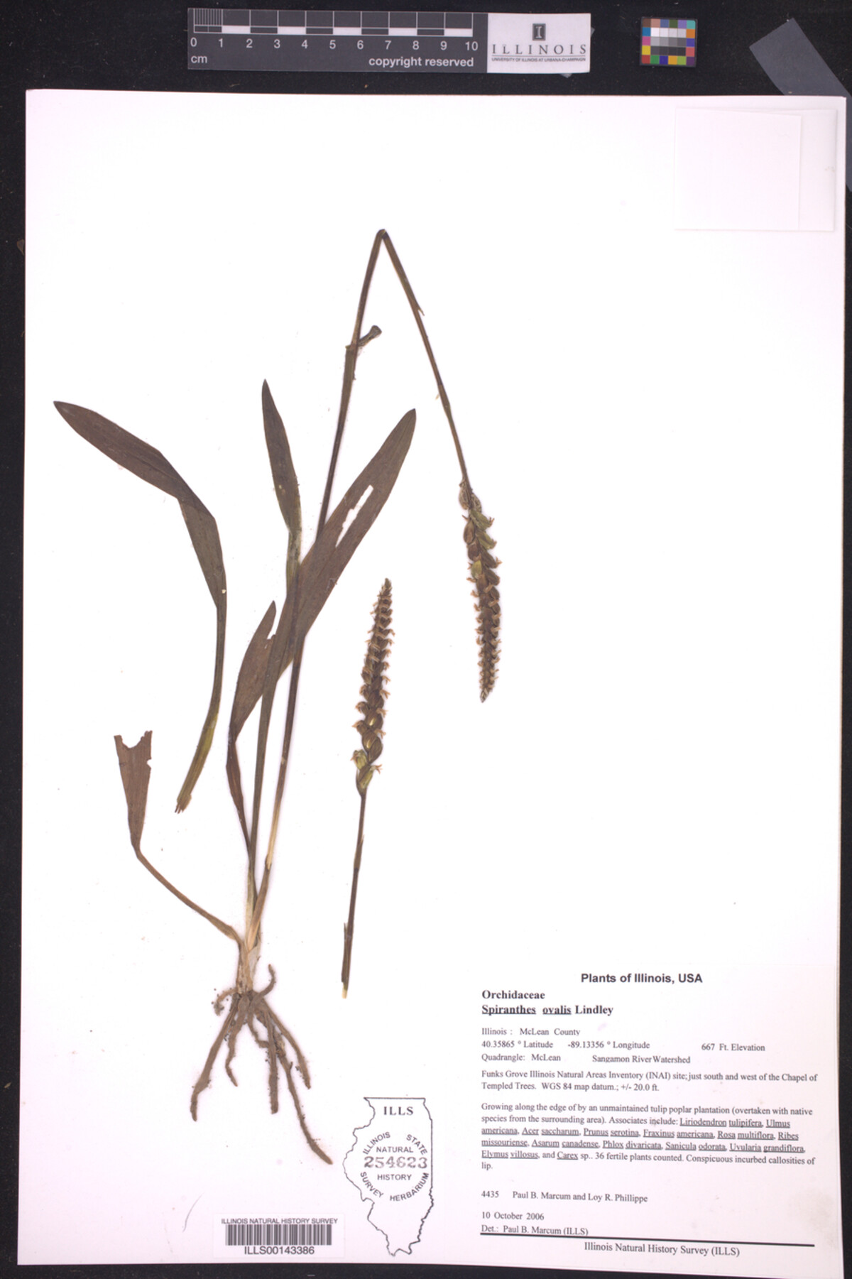 Spiranthes ovalis image