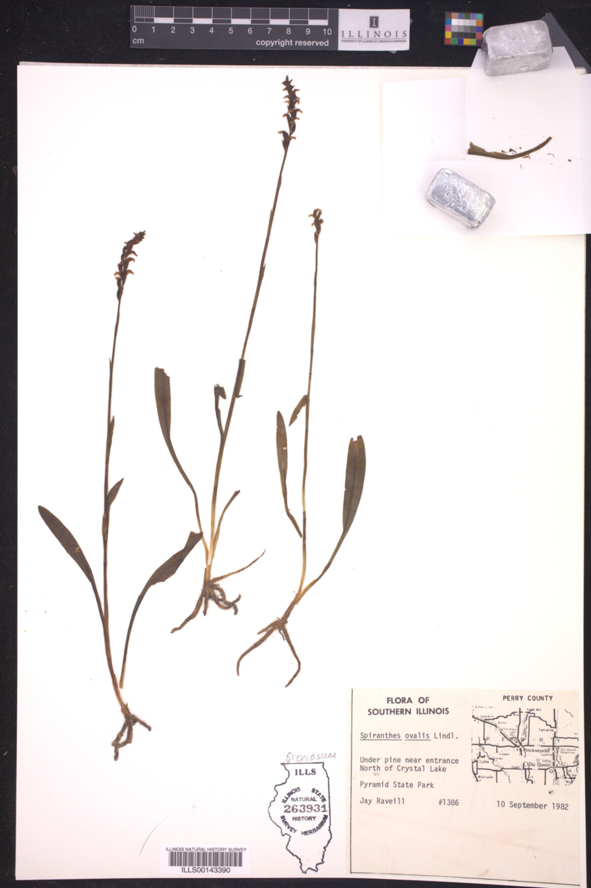 Spiranthes ovalis image
