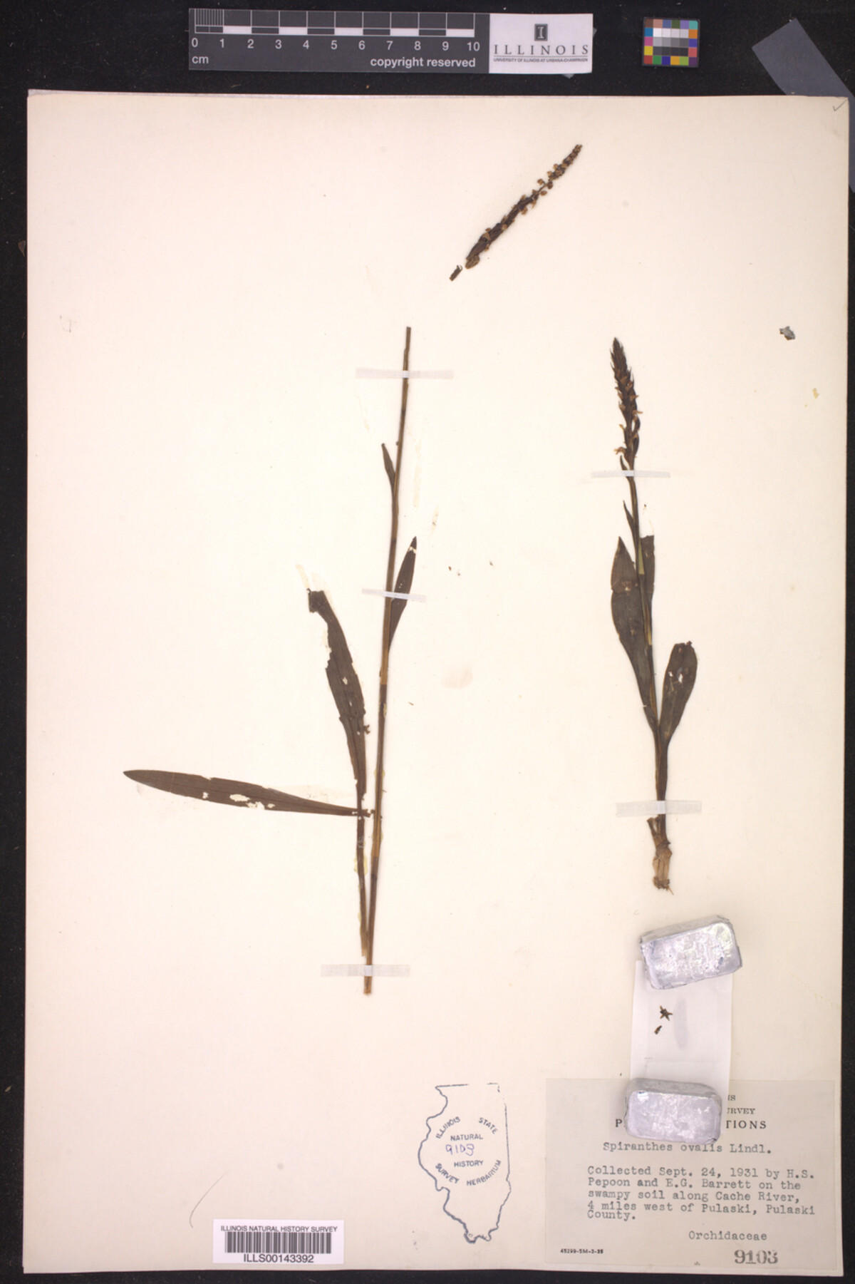 Spiranthes ovalis image