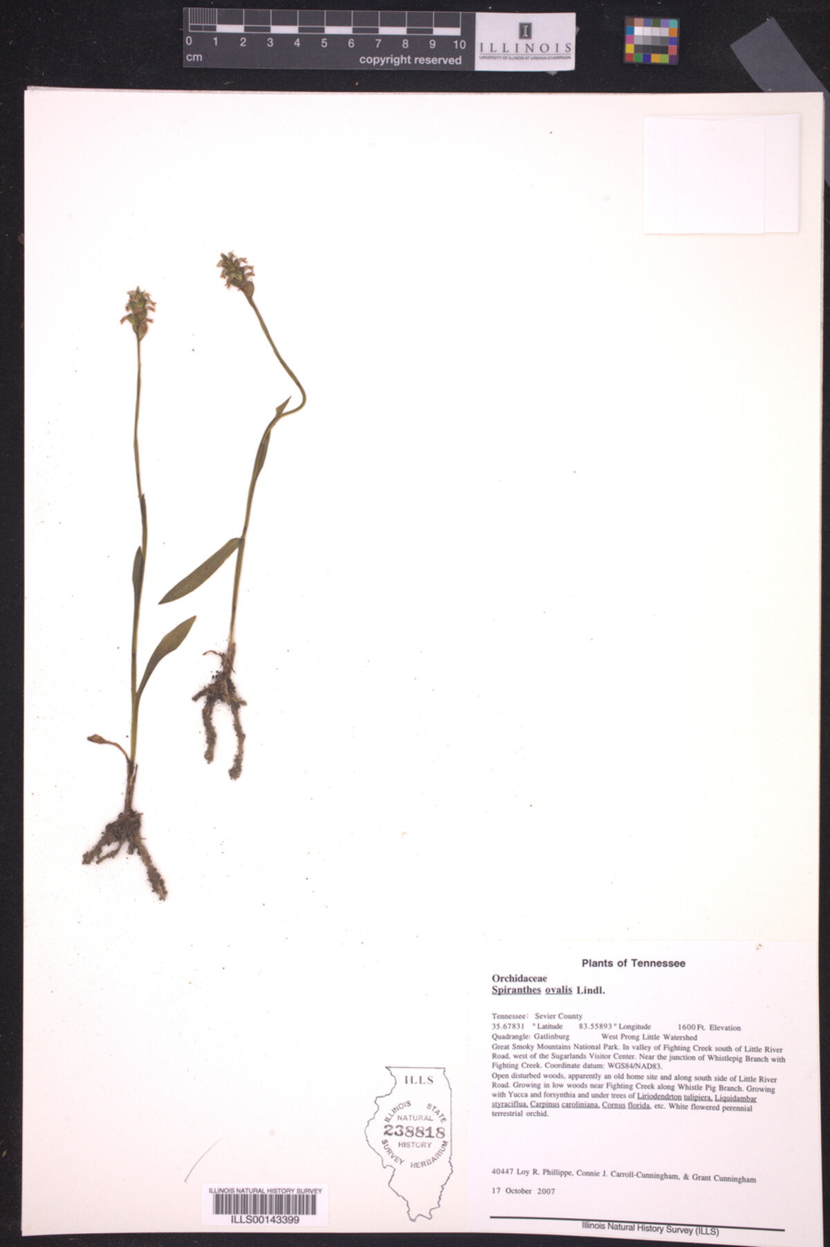 Spiranthes ovalis image