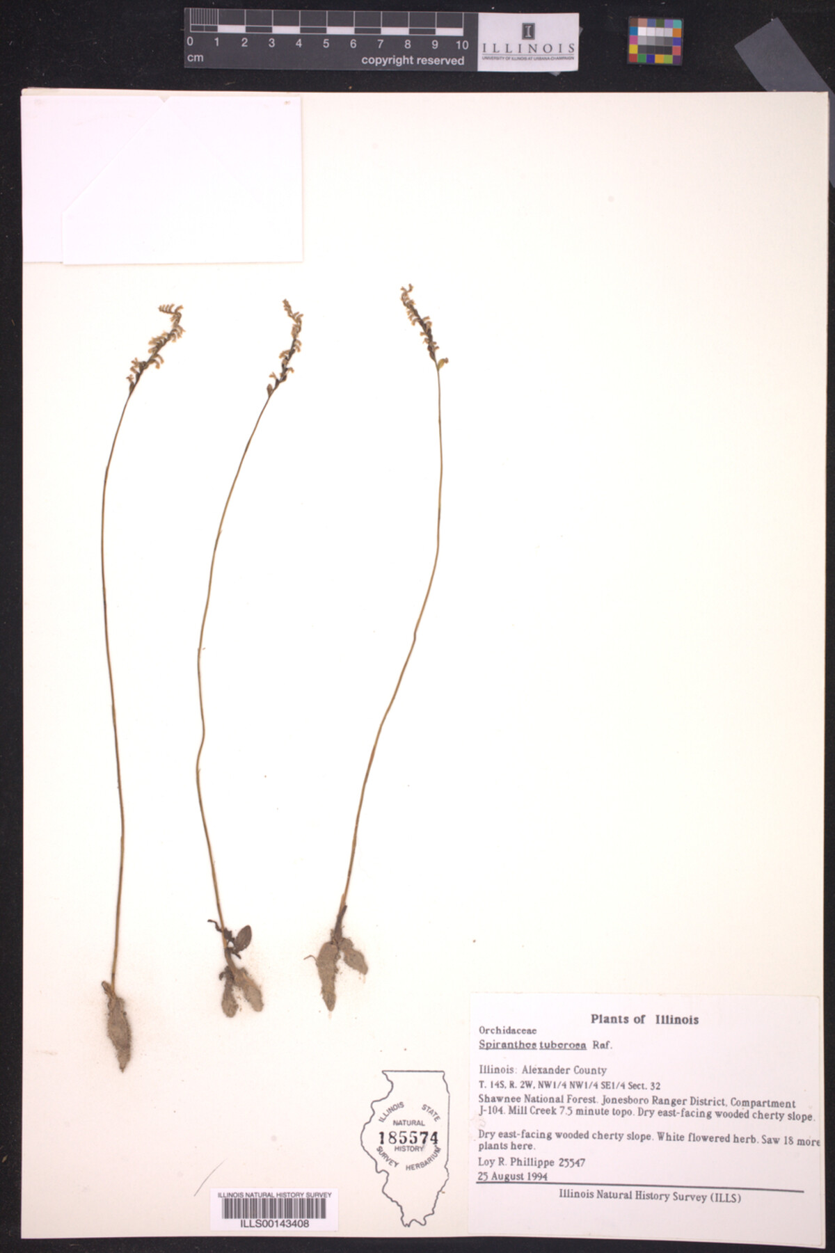Orchidaceae image