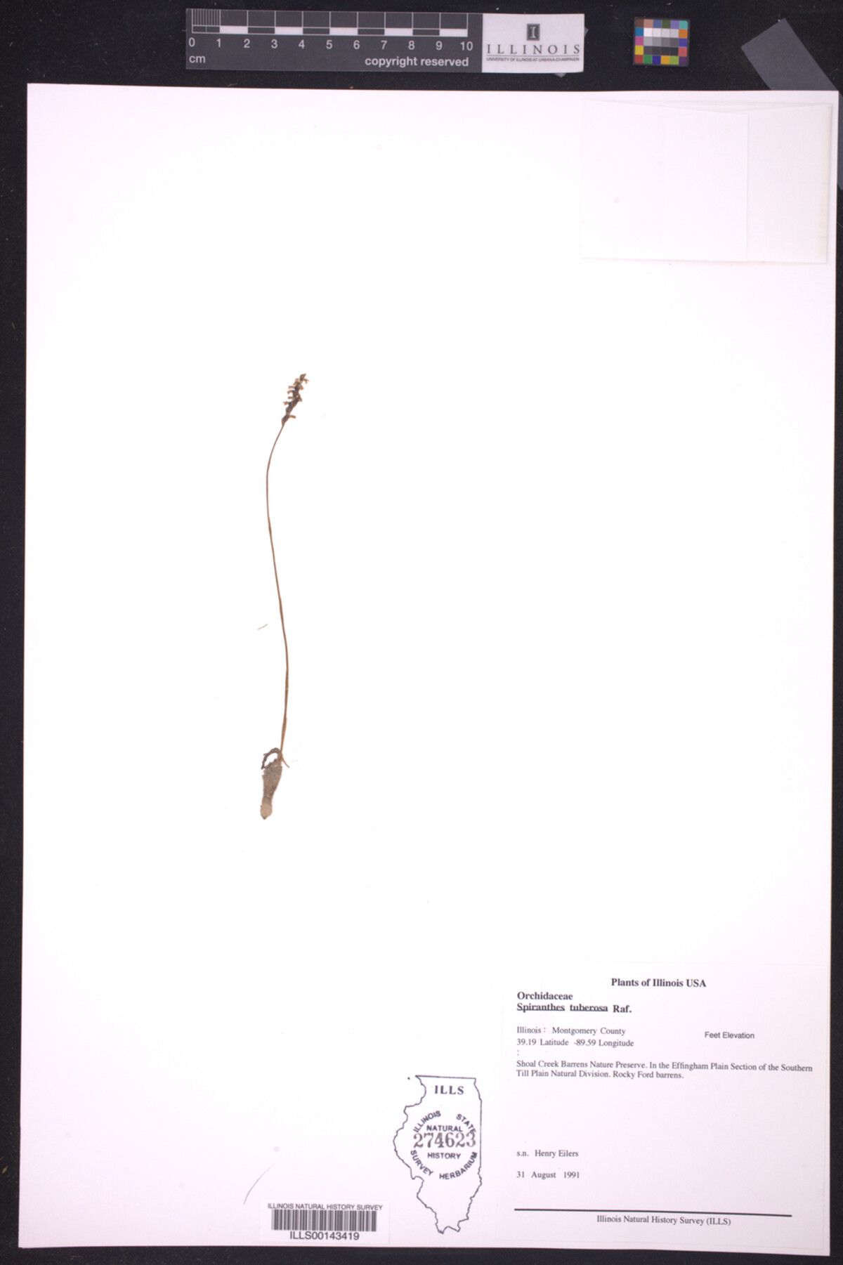 Spiranthes tuberosa image