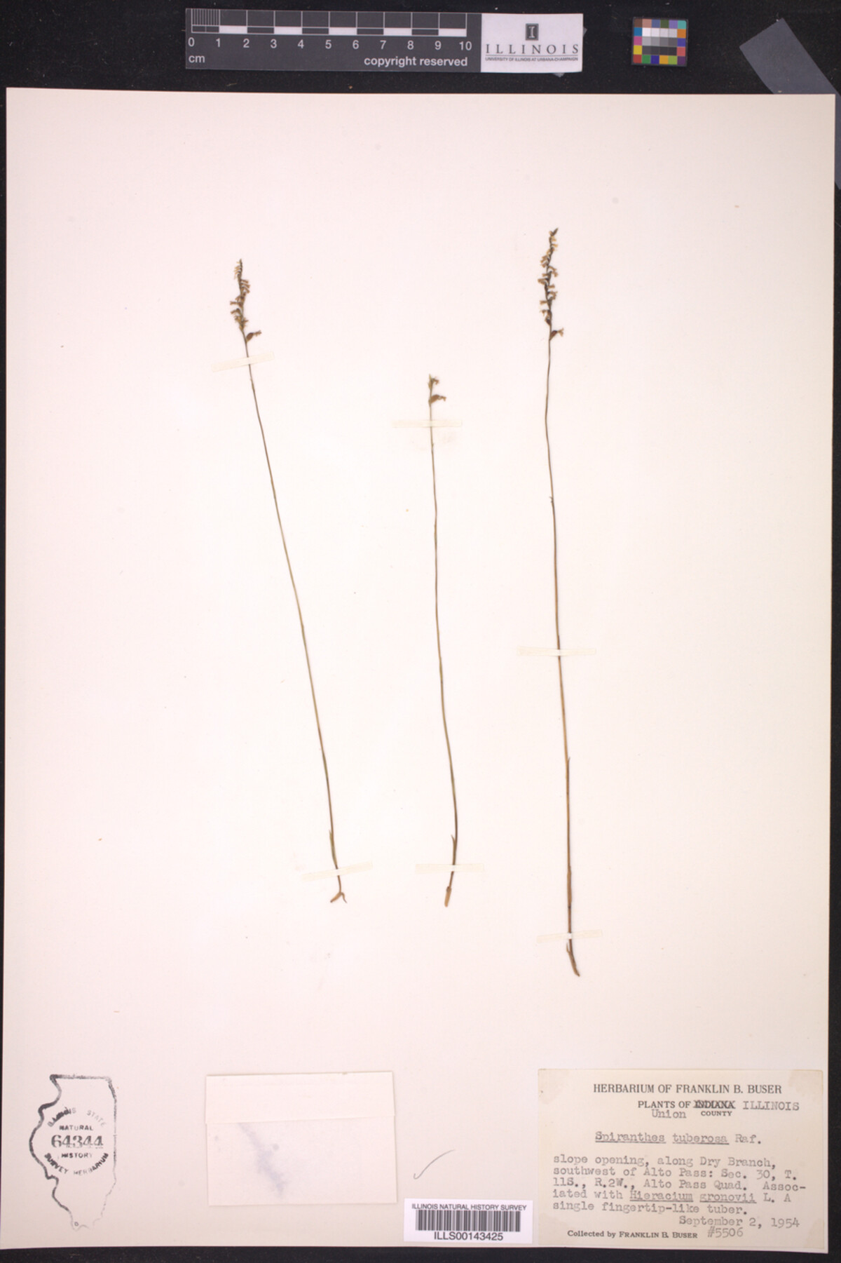 Spiranthes tuberosa image